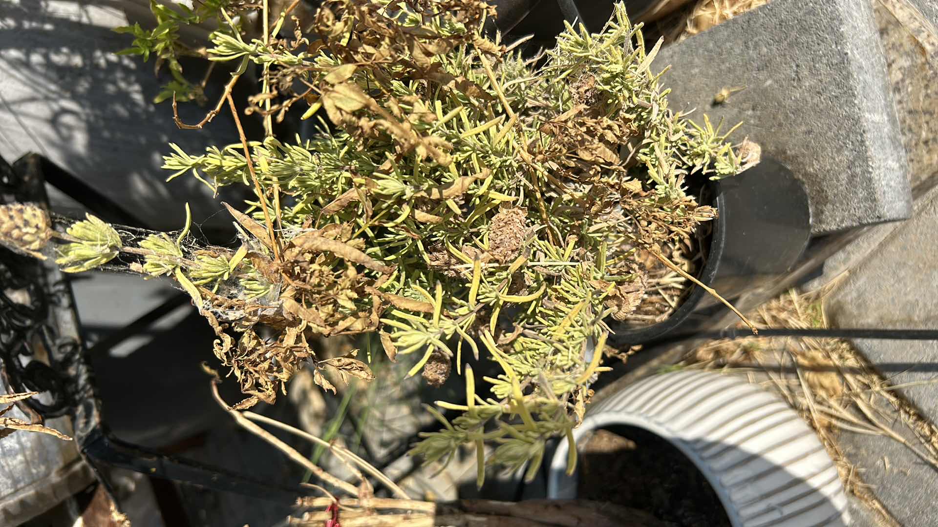 Photo 1 of 7 POTTED PLANTS