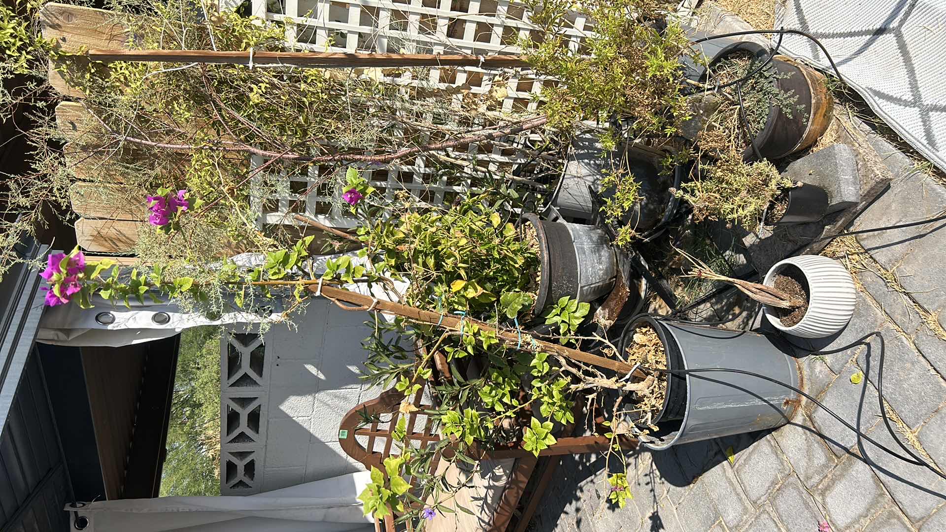 Photo 1 of 7 POTTED PLANTS