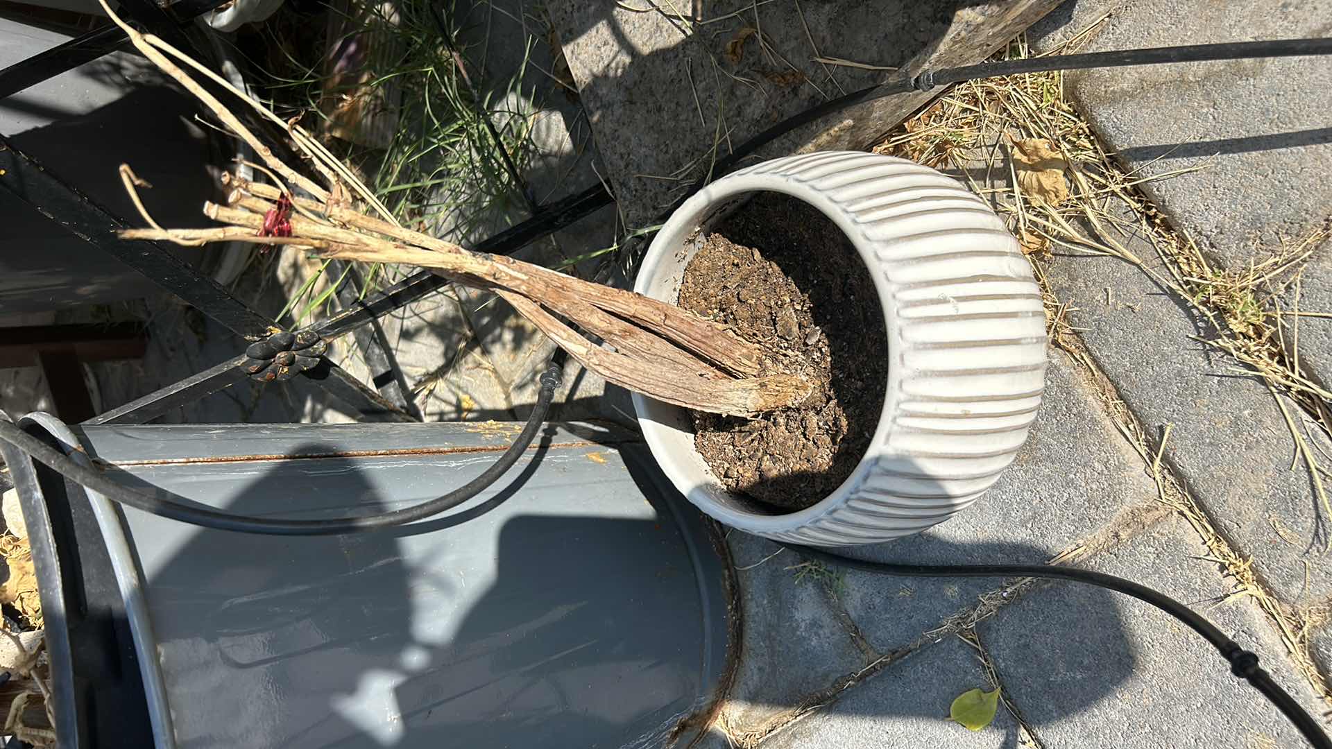 Photo 1 of 7 POTTED PLANTS