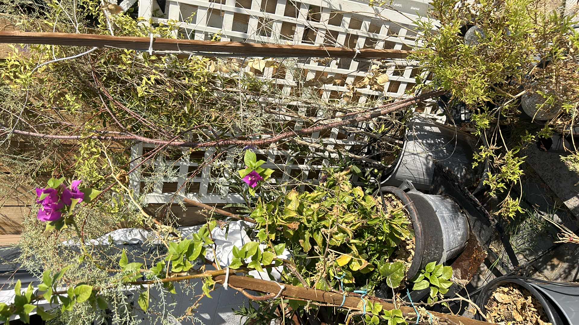 Photo 1 of 7 POTTED PLANTS