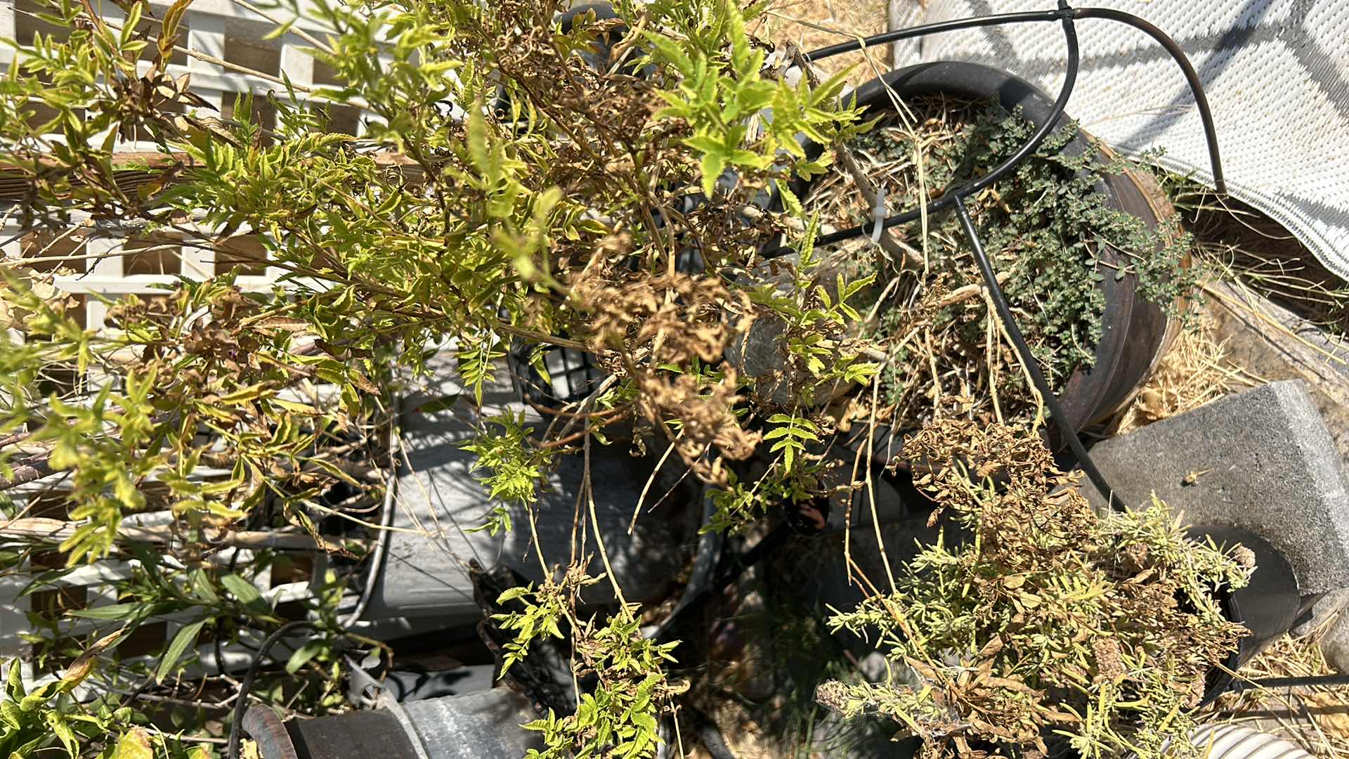 Photo 1 of 7 POTTED PLANTS