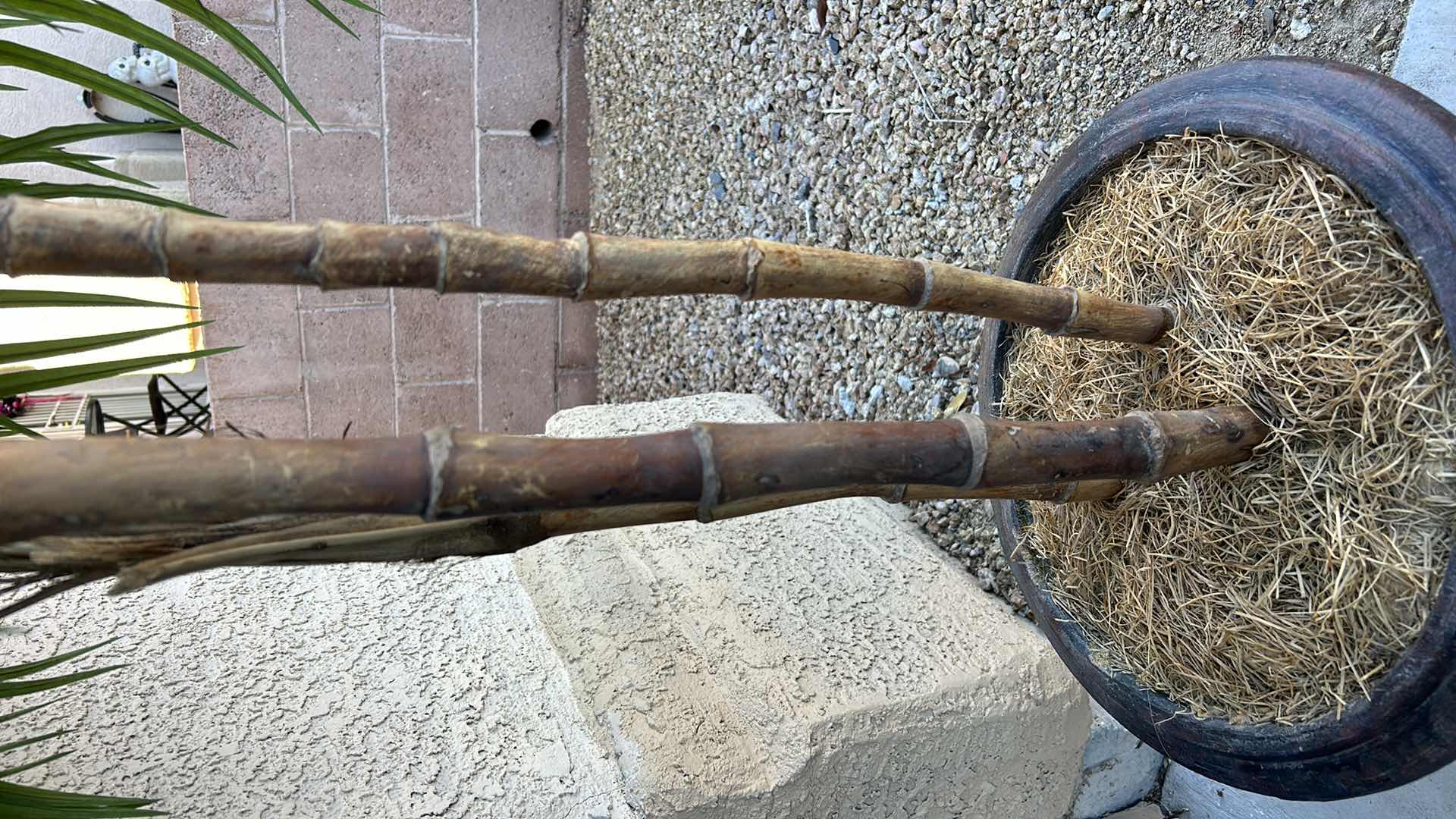 Photo 1 of HOME DECOR - REALISTIC WOOD SIX-FOOT FAUX PALM TREE IN HEAVY CERAMIC POT.