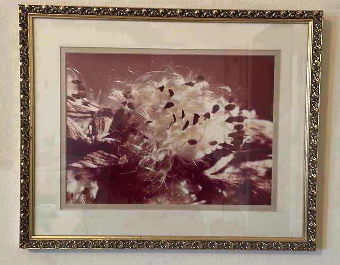 Photo 1 of DANDELION PHOTO SIGNED AND NUMBERED 13/30 SAL PITERA FRAMED ART 21”xH17”