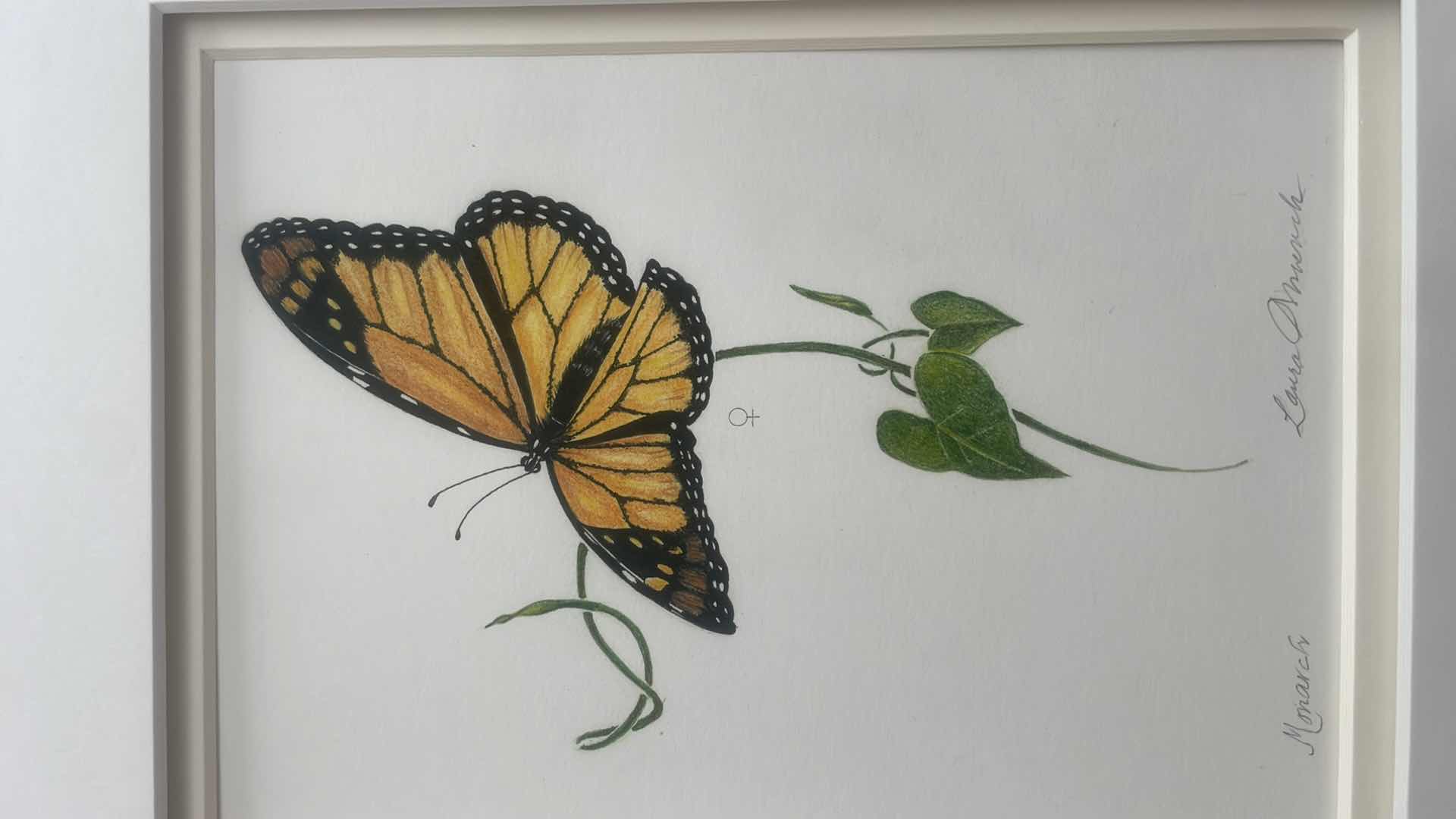 Photo 1 of FRAMED DRAWING SIGNED LAURA ONNUCH “MONARCH“ 17”xH20”