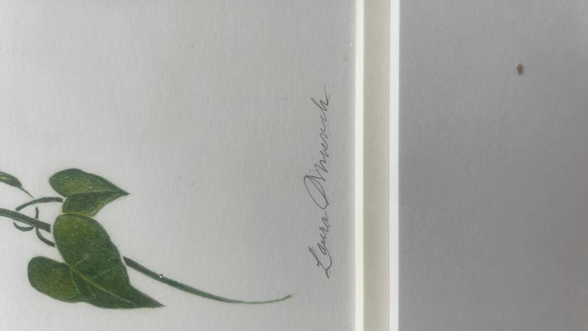 Photo 1 of FRAMED DRAWING SIGNED LAURA ONNUCH “MONARCH“ 17”xH20”