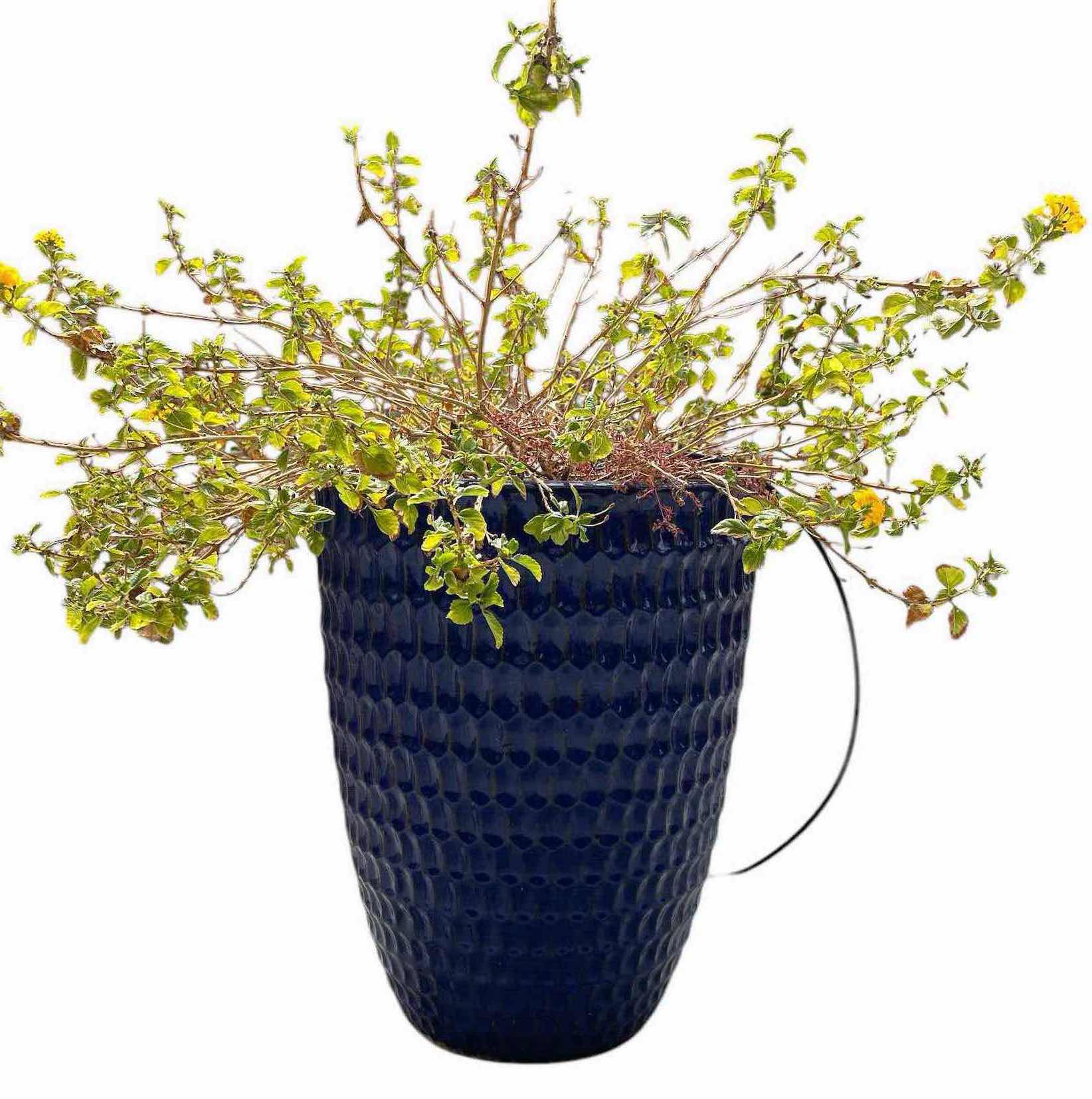 Photo 1 of CERAMIC PLANTERS 16”H24”