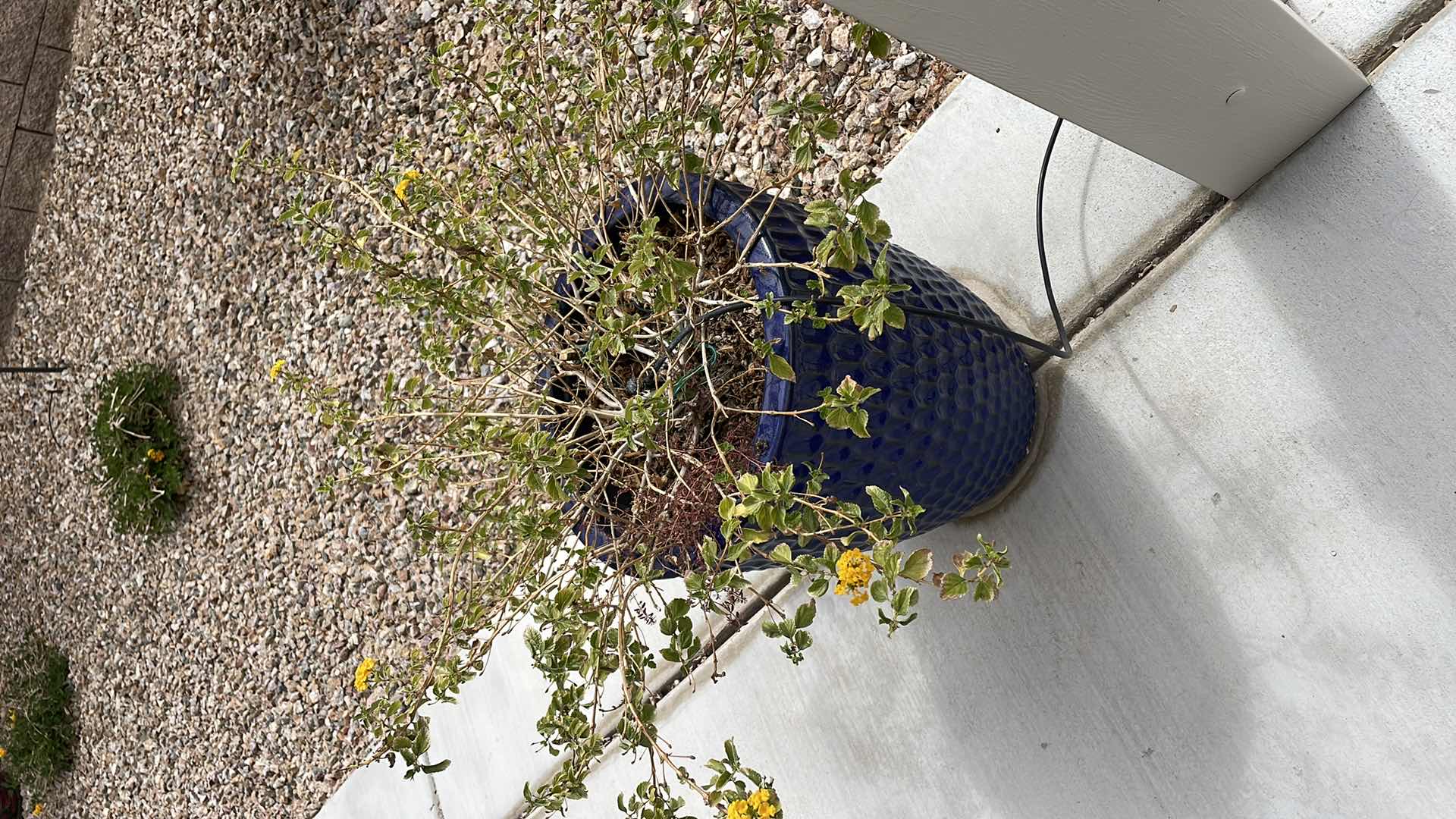 Photo 1 of CERAMIC PLANTERS 16”H24”