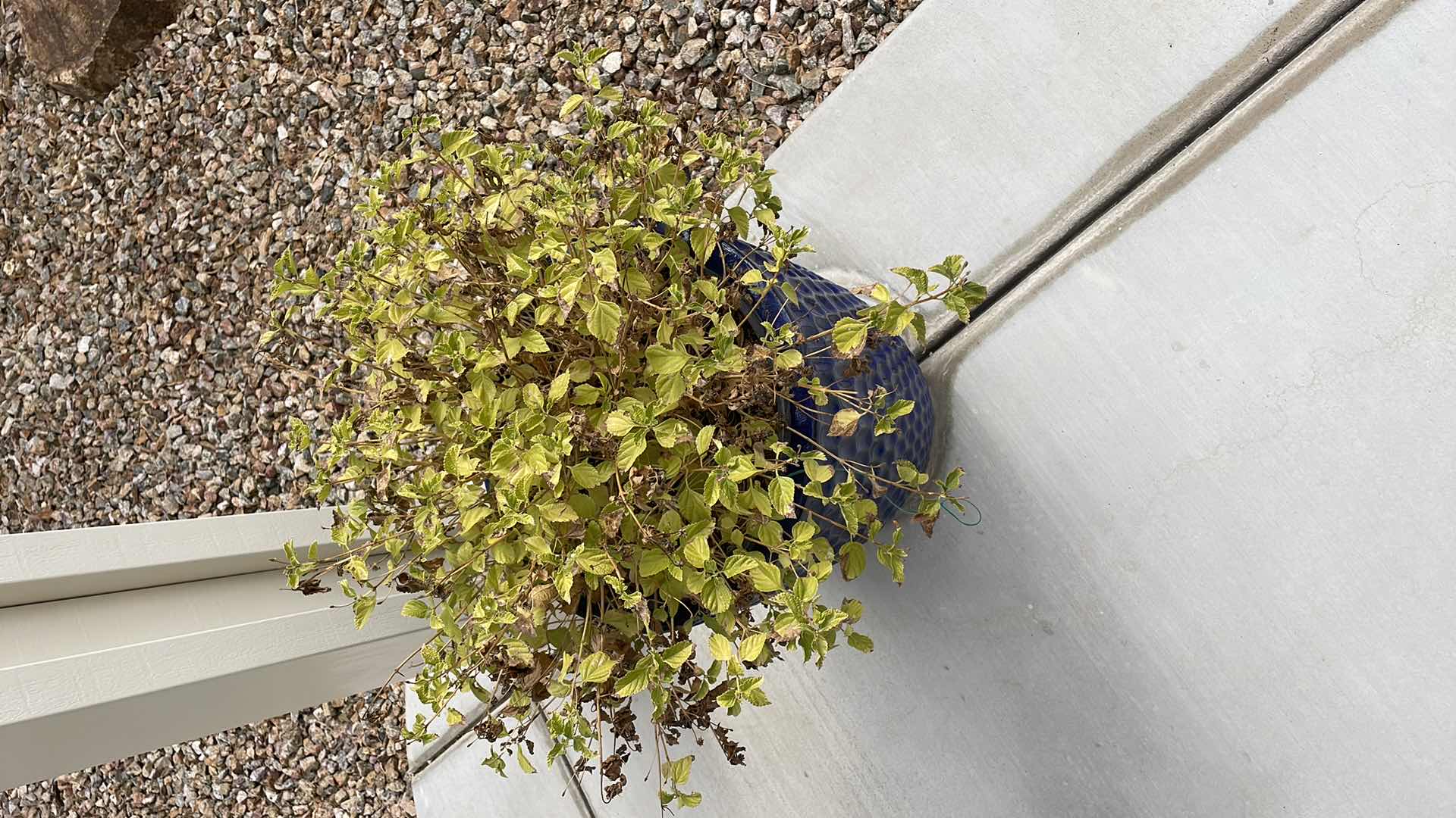 Photo 3 of CERAMIC PLANTERS 16”xH24”