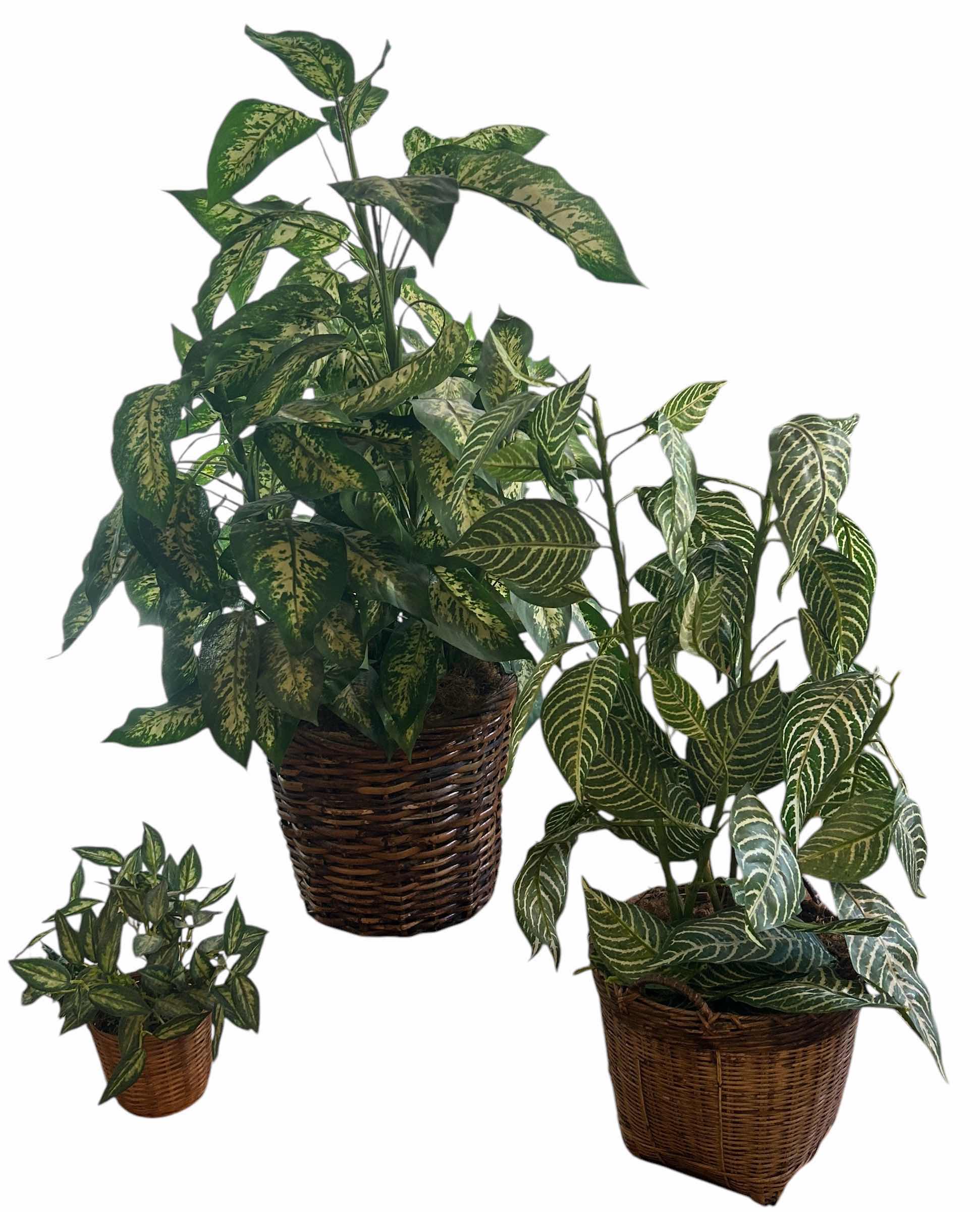 Photo 1 of 3 FAUX PLANTS IN WICKER BASKETS TALLEST H42”