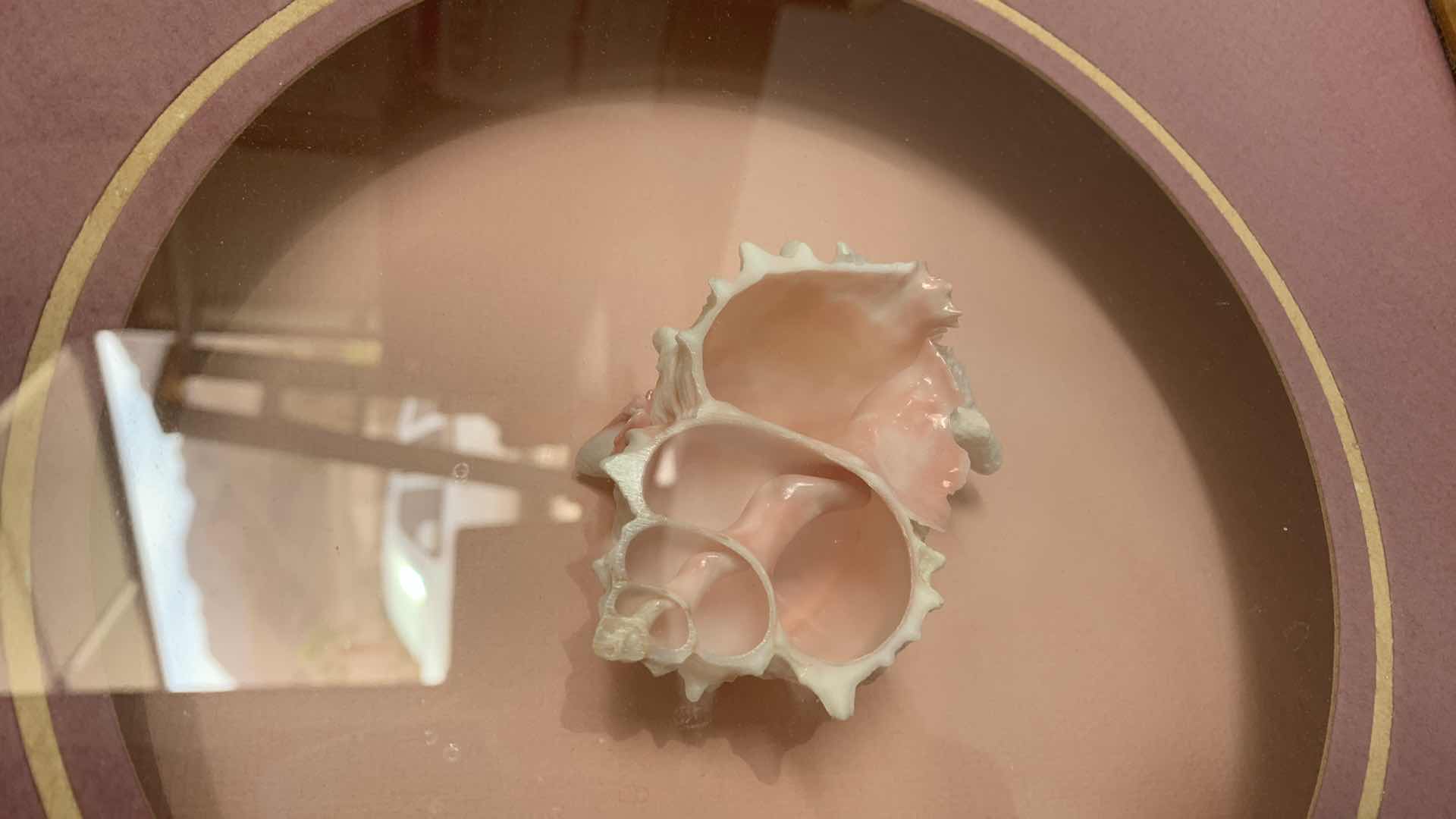 Photo 1 of 2-SHELL INSPIRED PIECES OF ARTWORK 13”X 13”