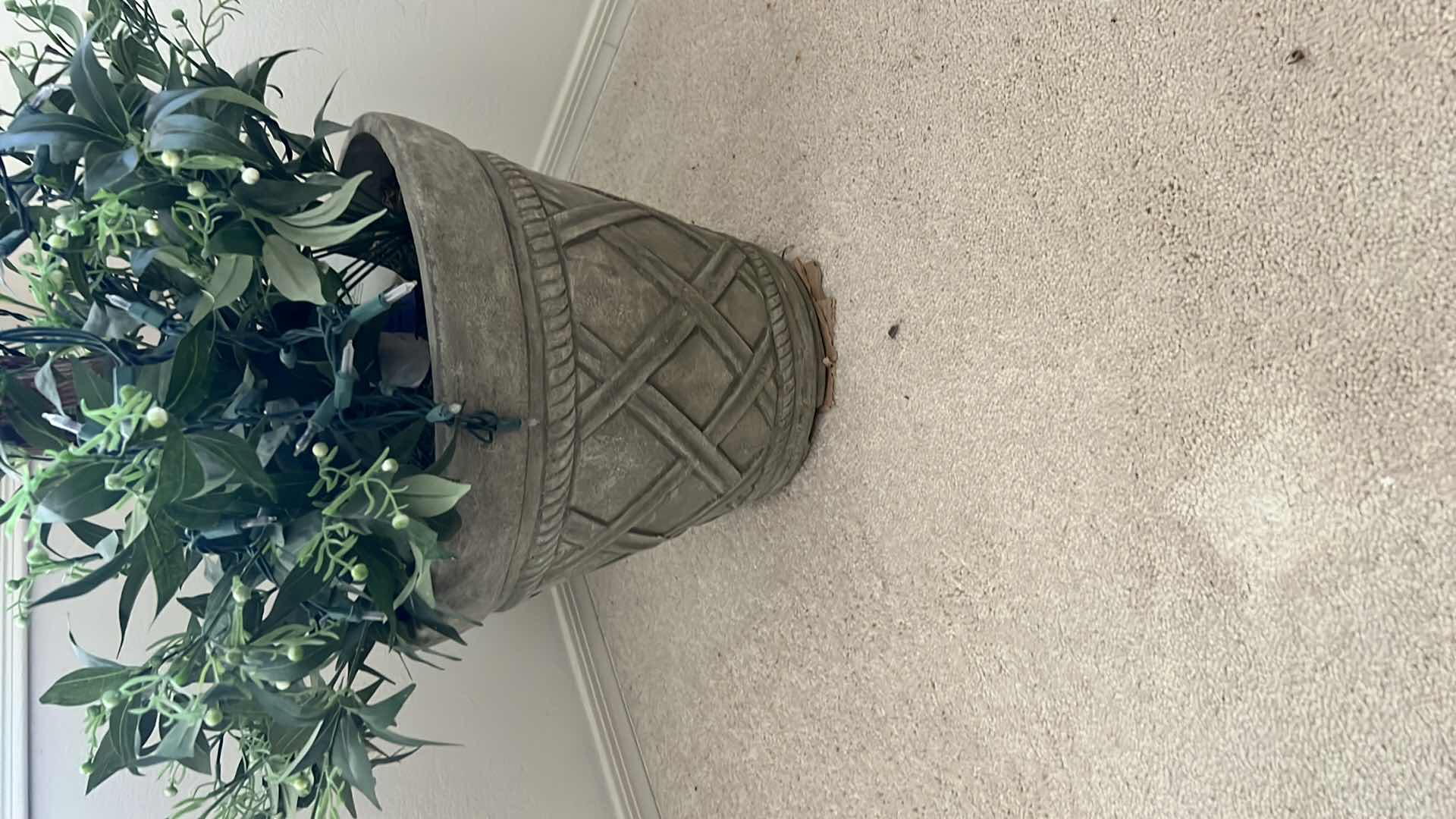 Photo 1 of 6’ TALL FICUS TREE IN PLANTER