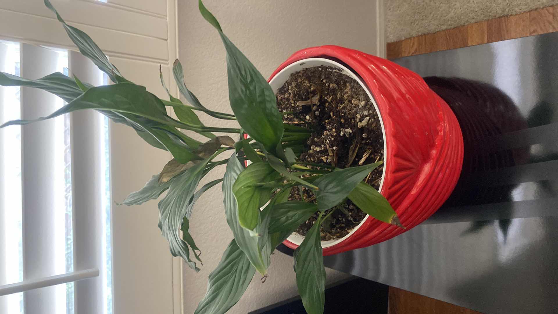 Photo 1 of LIVE PLANT IN RED CERAMIC VASE 11” x 10”