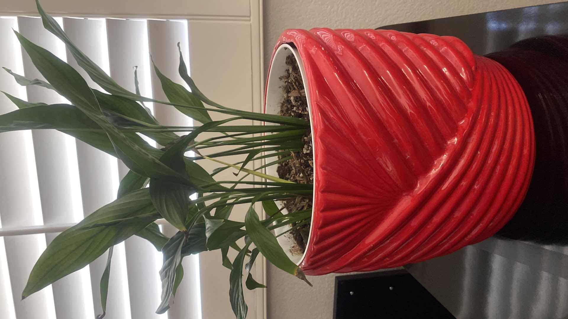 Photo 1 of LIVE PLANT IN RED CERAMIC VASE 11” x 10”