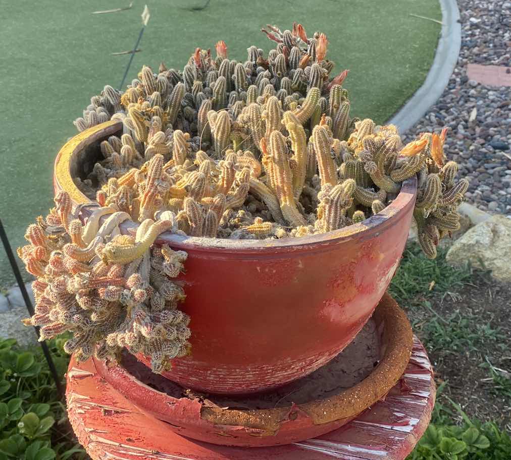 Photo 1 of CACTUS IN POT 17”