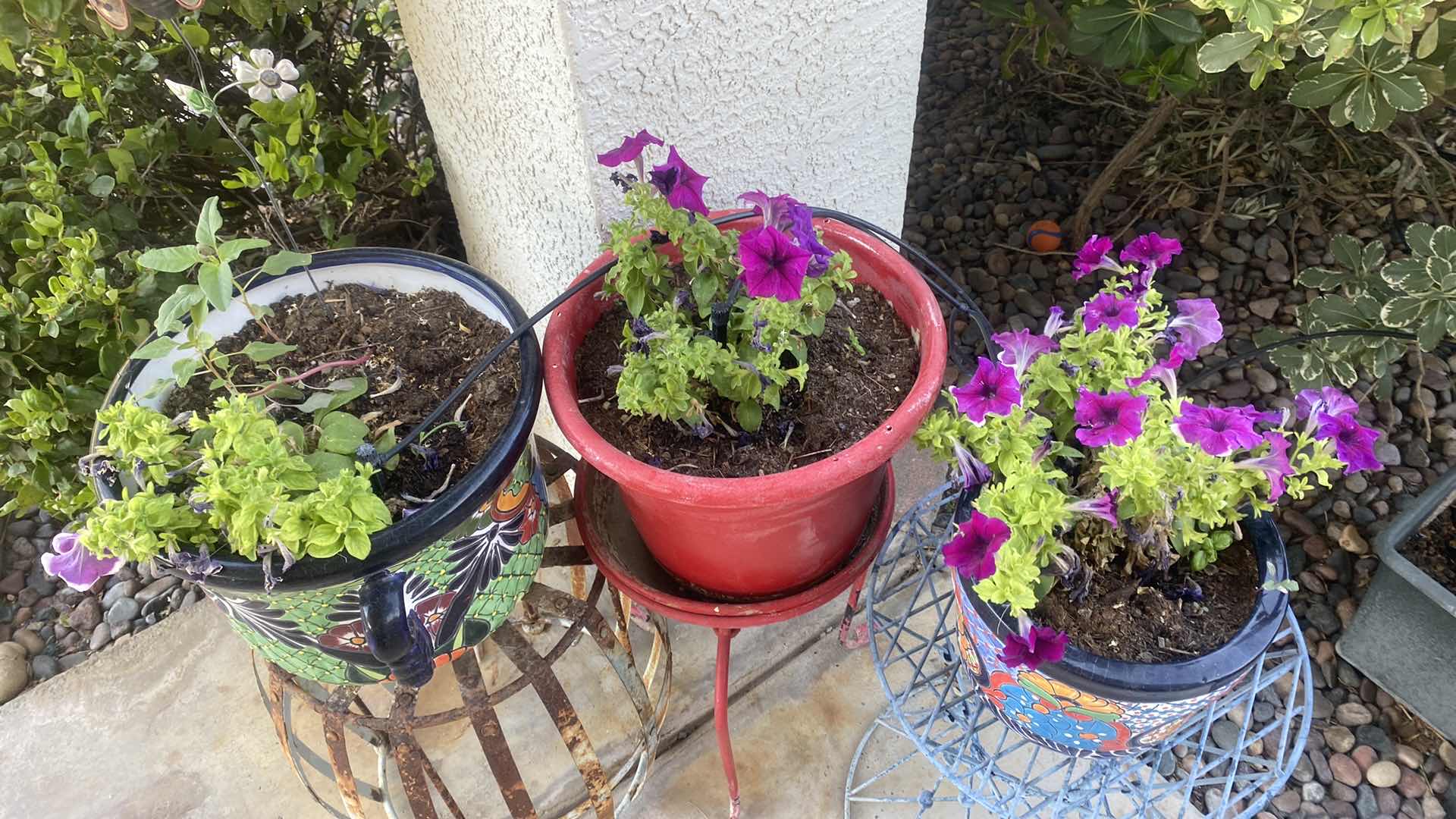 Photo 1 of 3 PLANTS IN POTS LARGEST 14” x 10” INCLUDES PLANT STAND