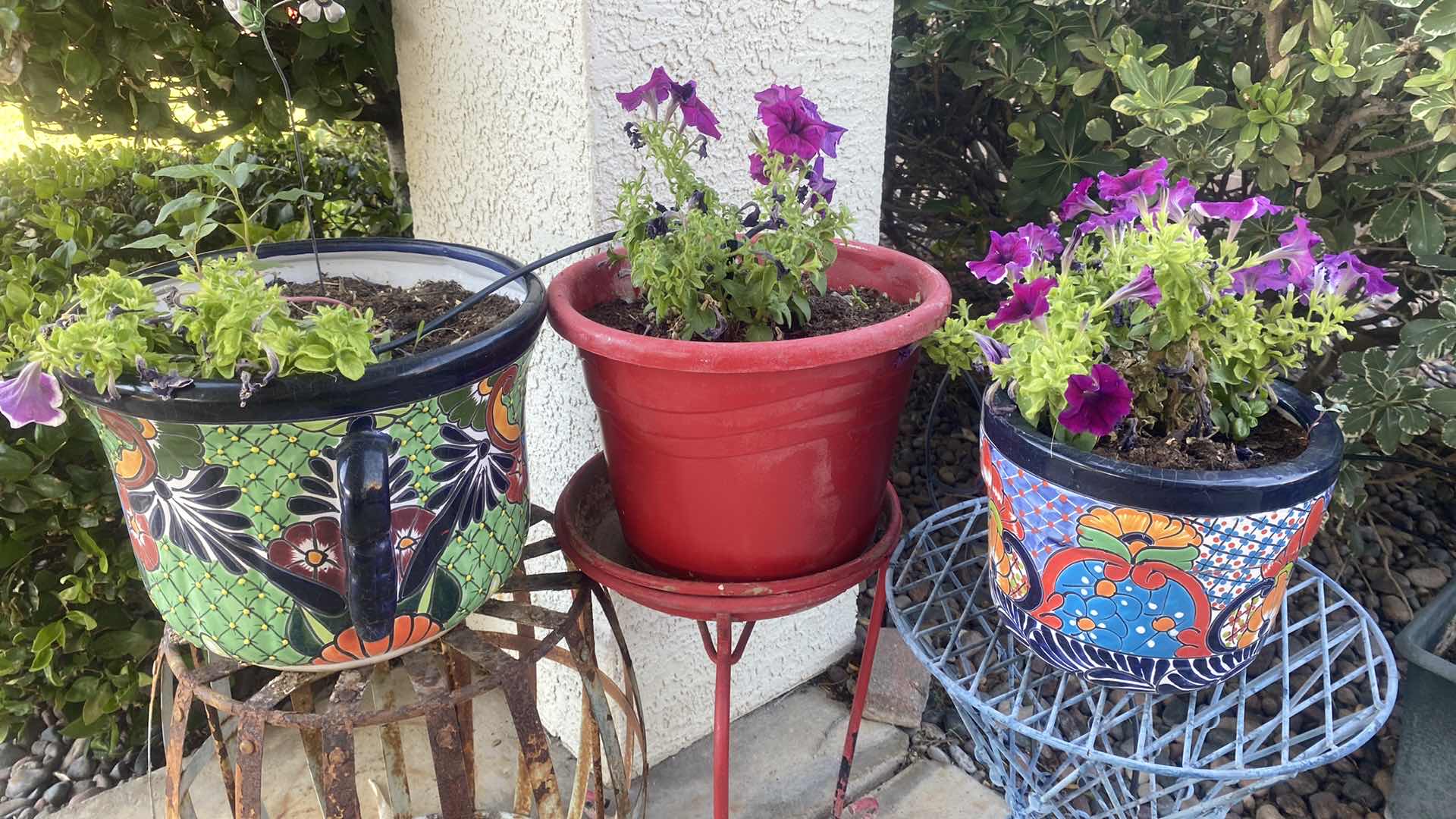 Photo 1 of 3 PLANTS IN POTS LARGEST 14” x 10” INCLUDES PLANT STAND