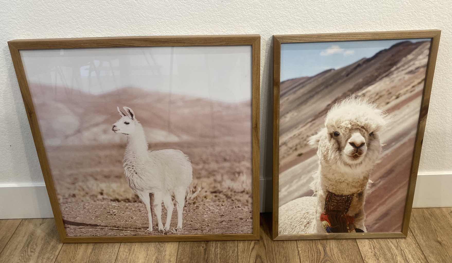 Photo 1 of PAIR OF WOOD FRAMED LAMA PHOTOGRAPHS ARTWORK  LARGEST 24” x 24”