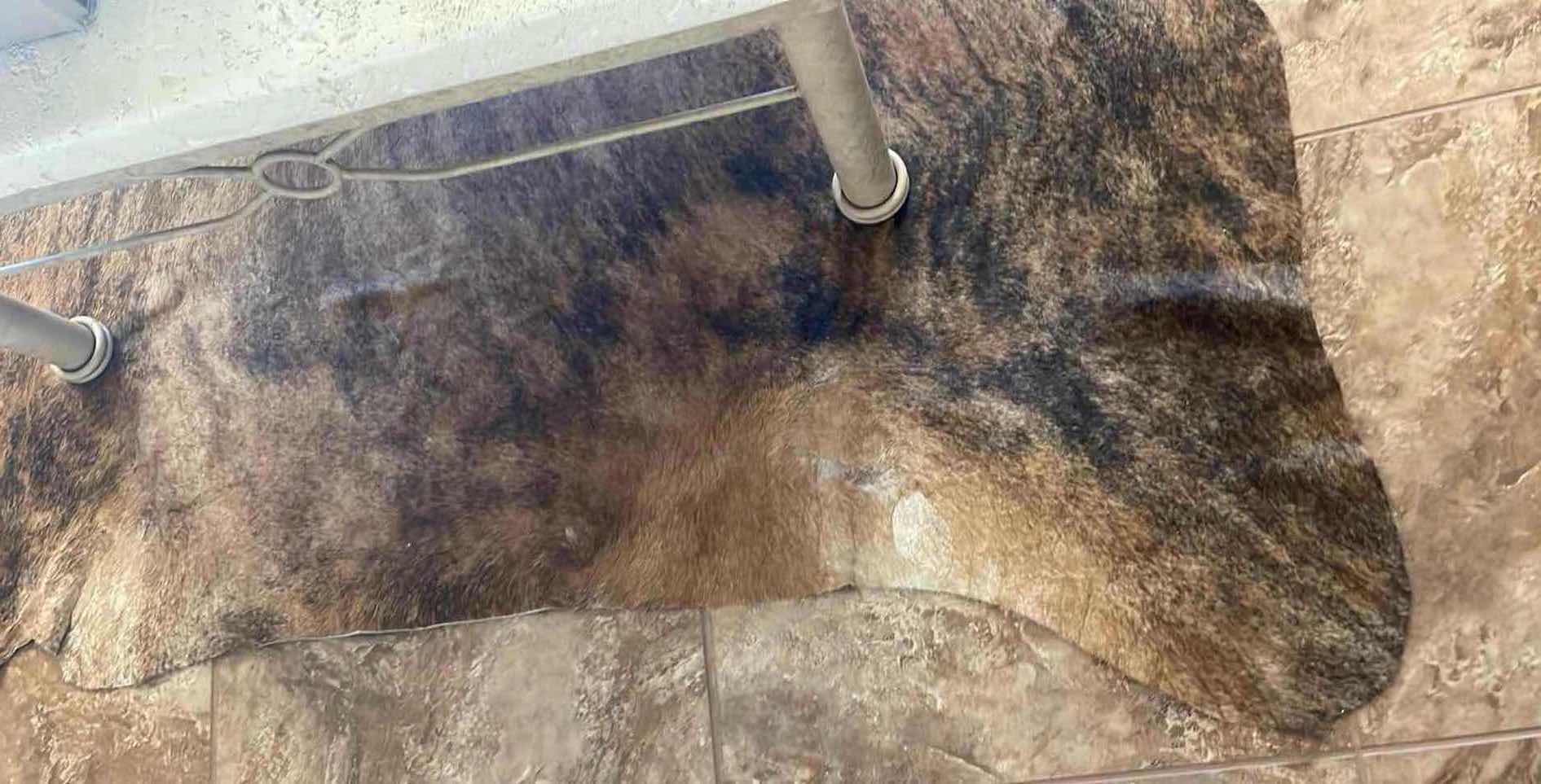 Photo 1 of BRINDLE CATTLE HIDE SKIN 80”x80”