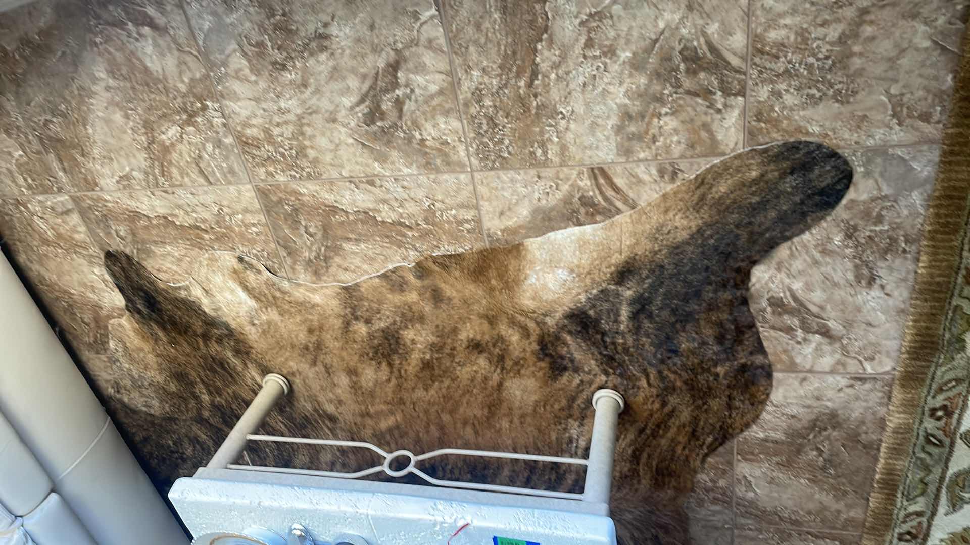 Photo 1 of BRINDLE CATTLE HIDE SKIN 80”x80”