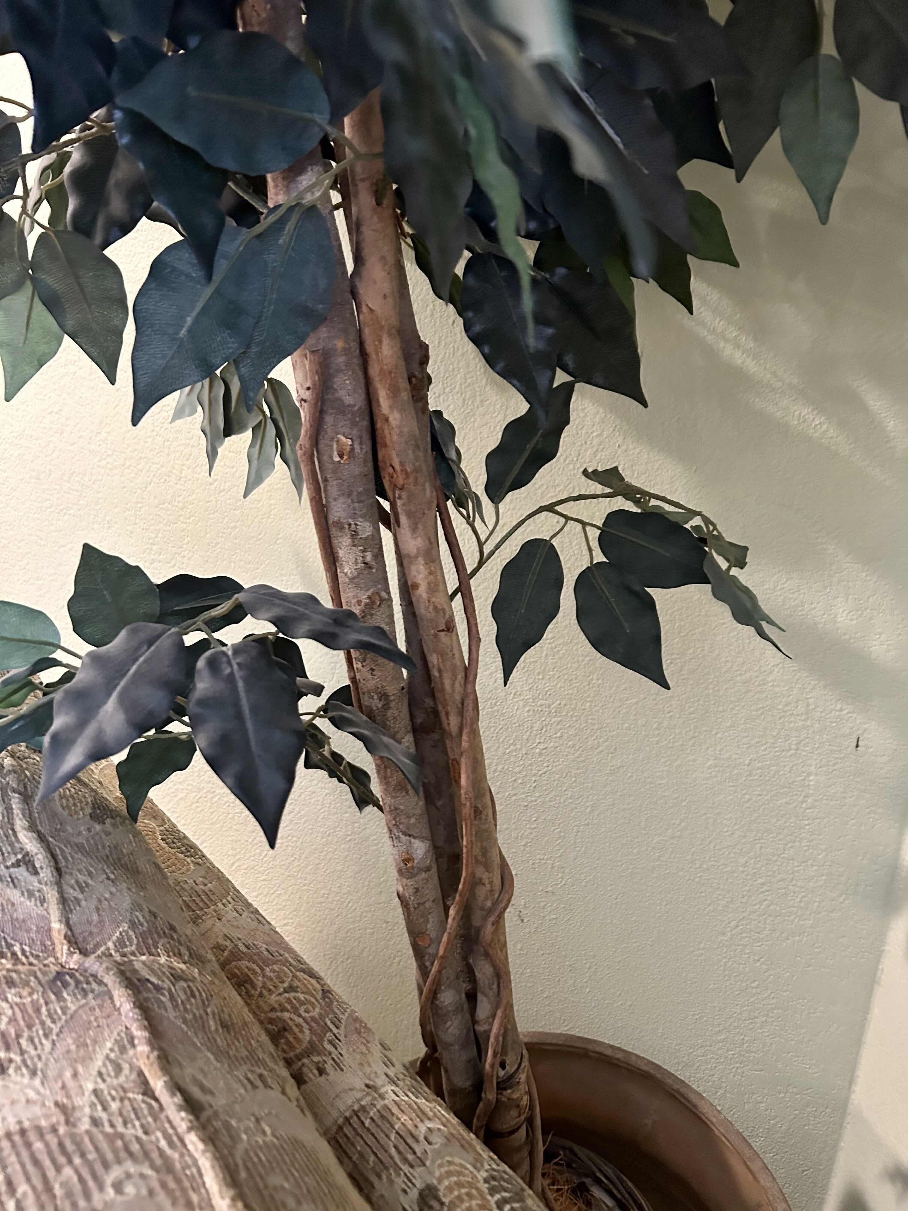 Photo 1 of 7’ FAUX BRAIDED FICUS IN WICKER POT