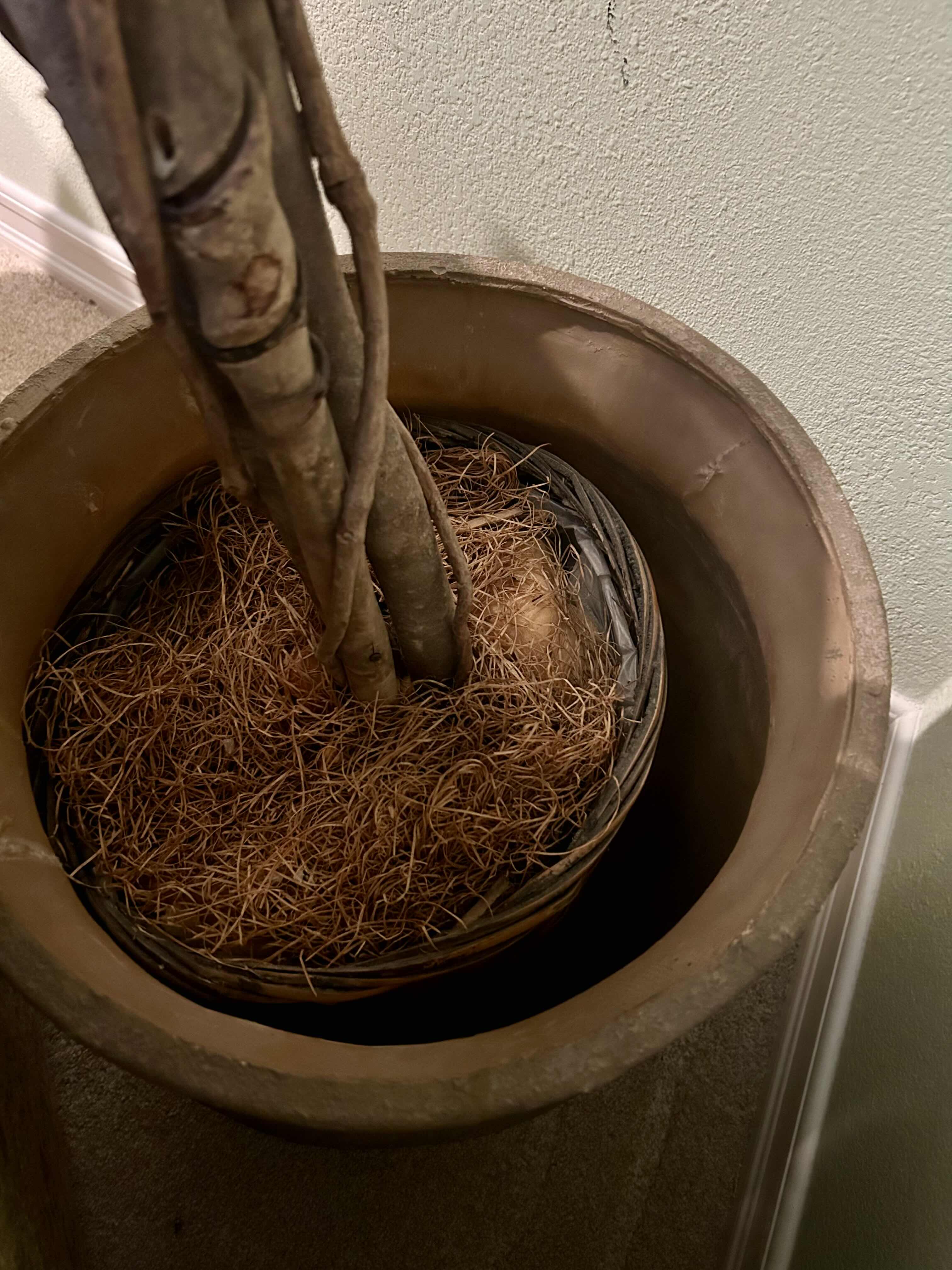 Photo 1 of 7’ FAUX BRAIDED FICUS IN WICKER POT