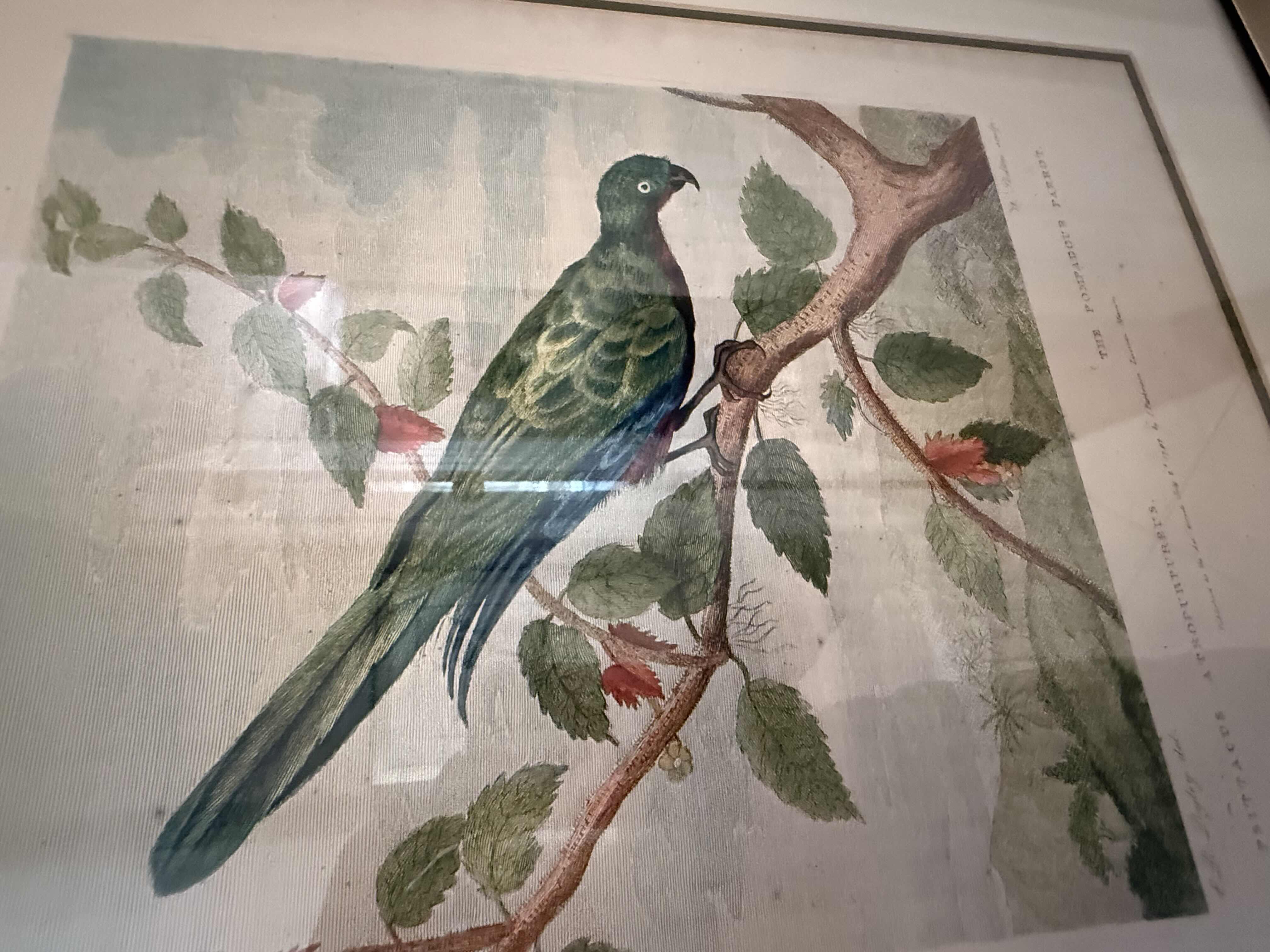 Photo 1 of FRAMED "AFRICAN PARROT PERCHED ON BRANCH" ARTWORK 23” x 28”