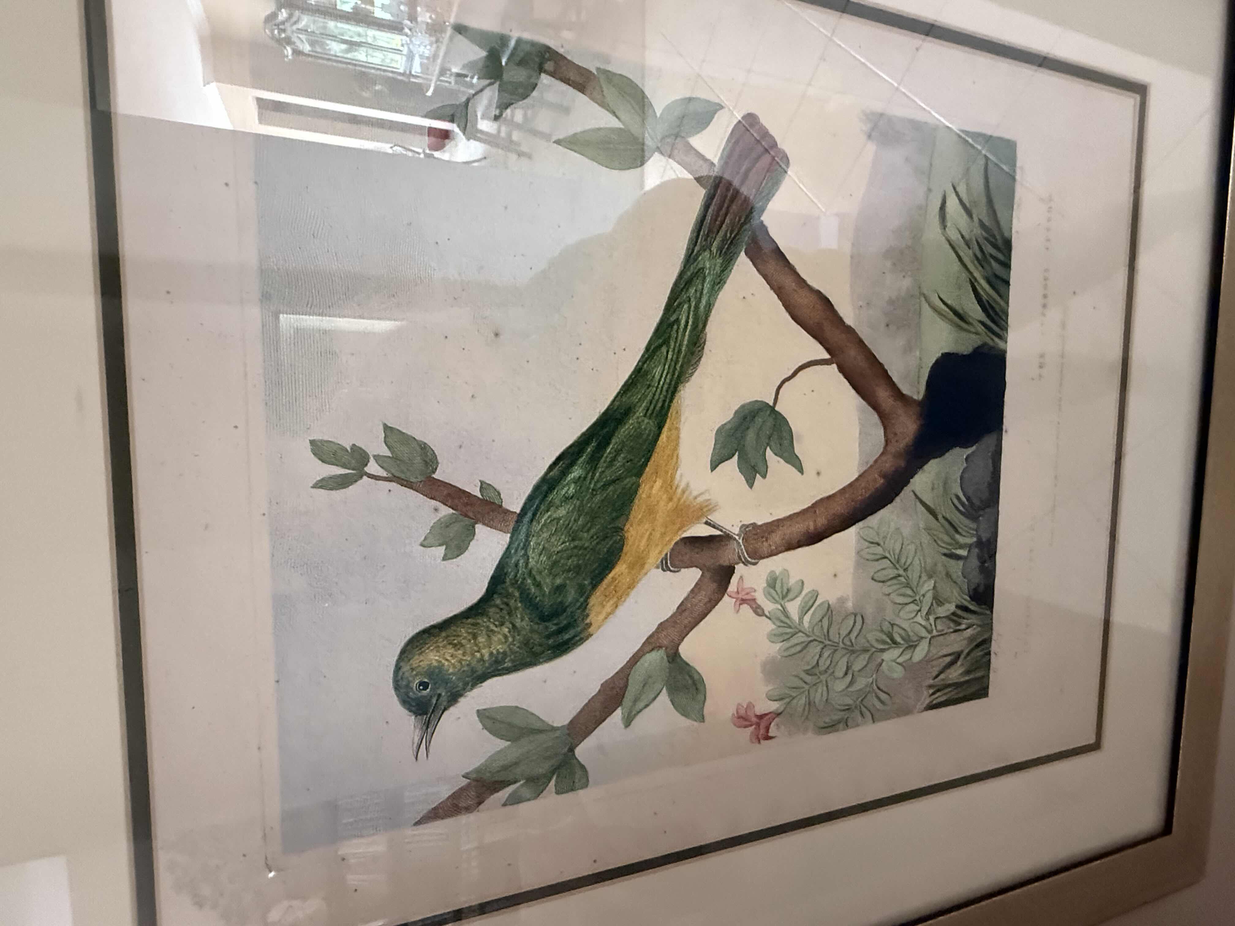 Photo 1 of FRAMED BIRD ARTWORK 23” x 28”