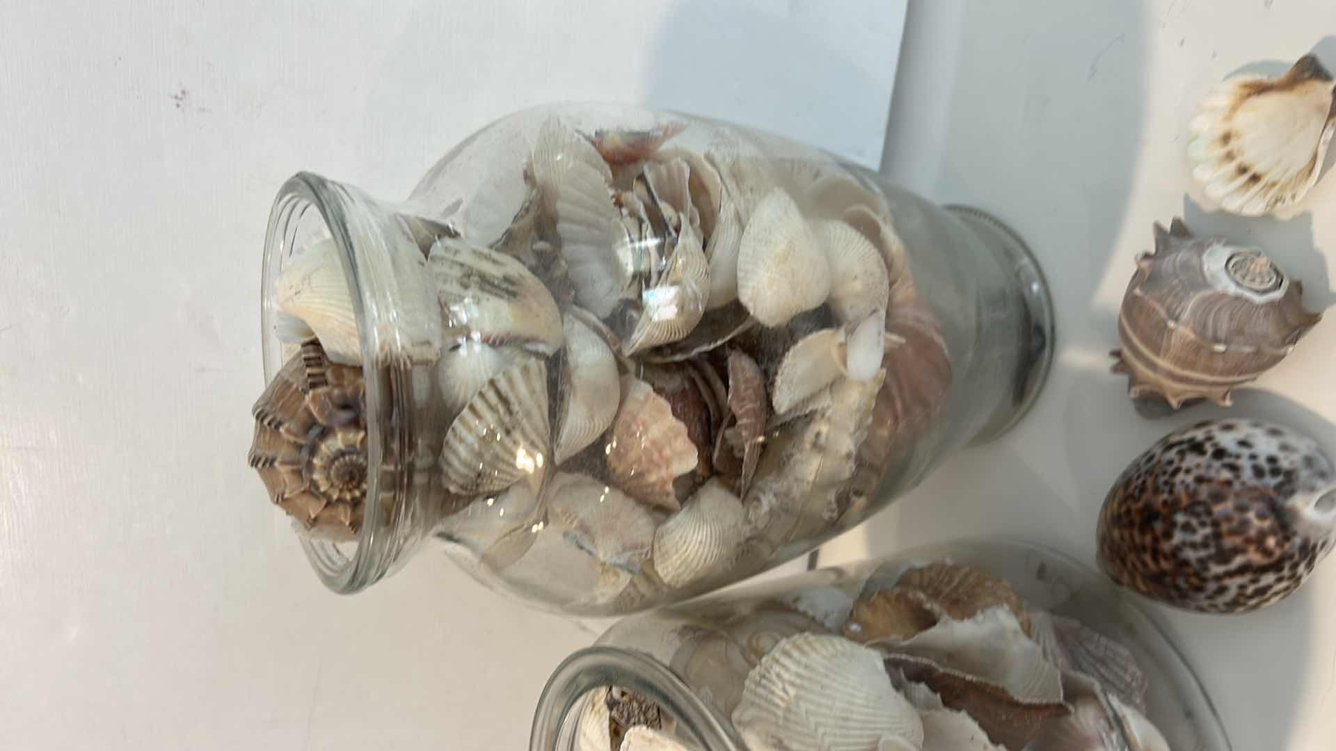 Photo 1 of 2 GLASS CONTAINERS WITH SHELLS ( TALLEST H 11”)