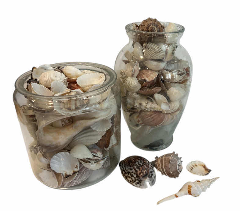 Photo 1 of 2 GLASS CONTAINERS WITH SHELLS ( TALLEST H 11”)