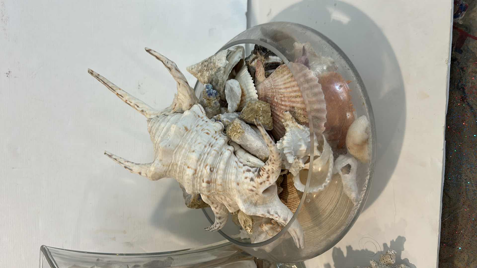 Photo 2 of 2 GLASS CONTAINERS WITH SHELLS AND CORRAL ( TALLEST H 10.5”)