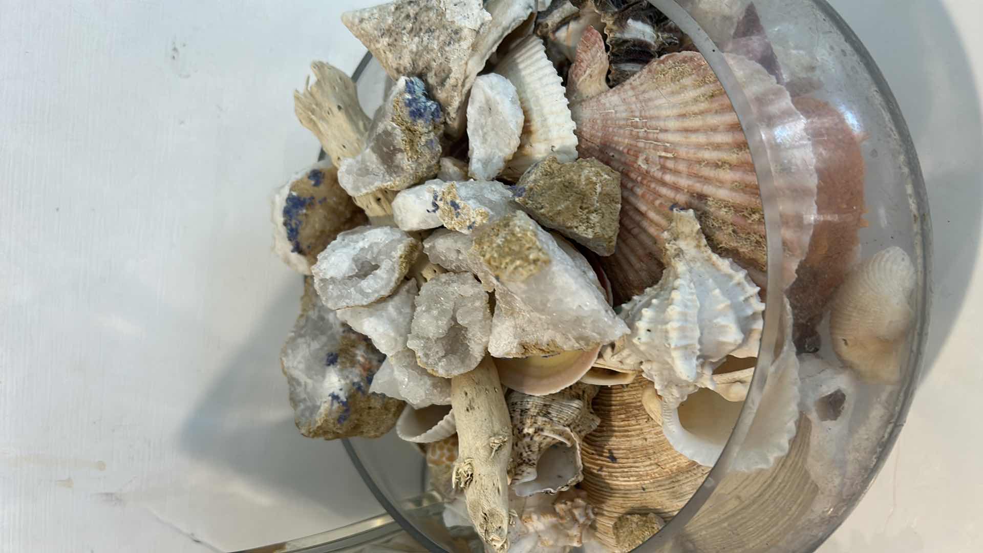 Photo 1 of 2 GLASS CONTAINERS WITH SHELLS AND CORRAL ( TALLEST H 10.5”)