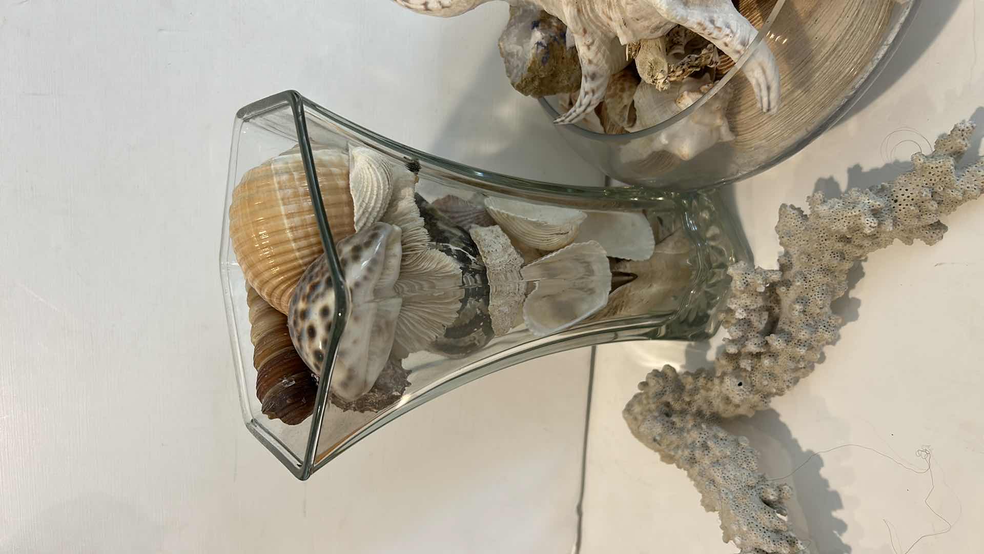 Photo 3 of 2 GLASS CONTAINERS WITH SHELLS AND CORRAL ( TALLEST H 10.5”)