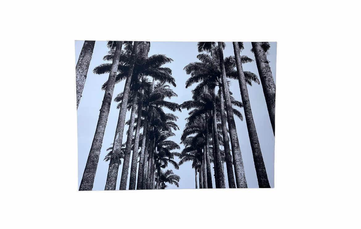 Photo 1 of BLACK & WHITE PALM TREES CANVAS PRINT ARTWORK 39” X 29”