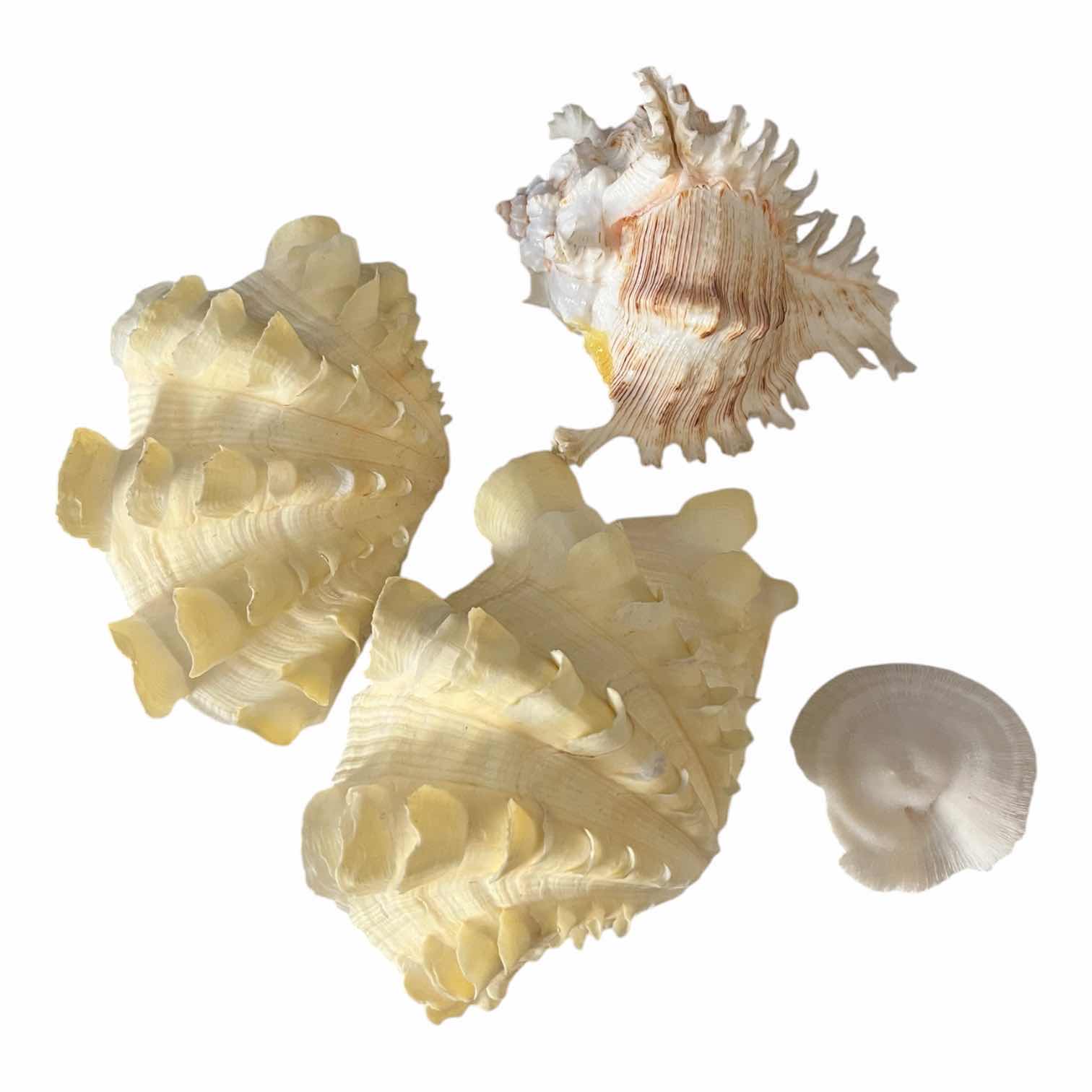 Photo 1 of FLUTED CLAM & MUREX SEASHELL DECOR
