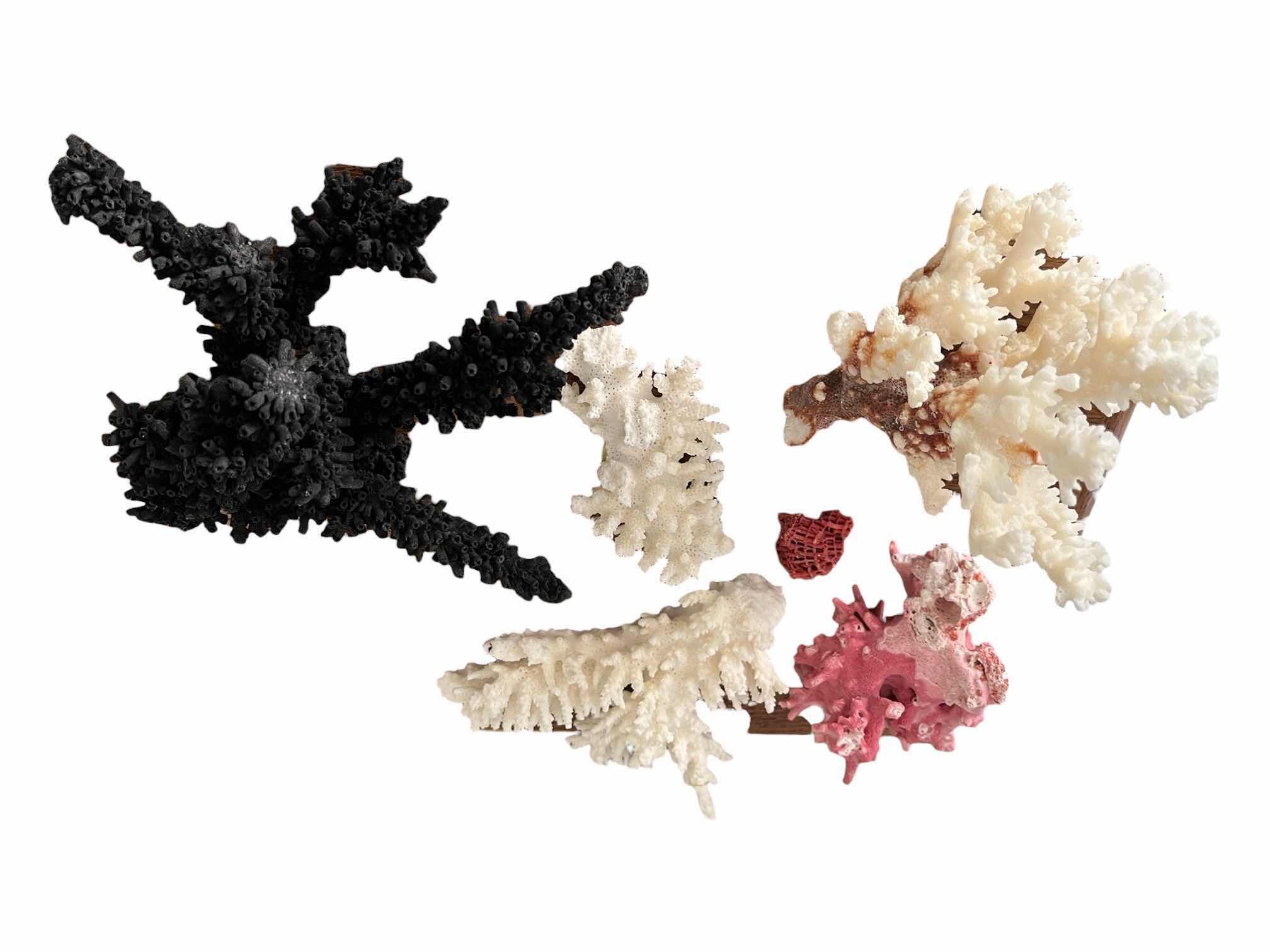 Photo 1 of BLACK, WHITE, & PINK CORAL DECOR 4”-8”