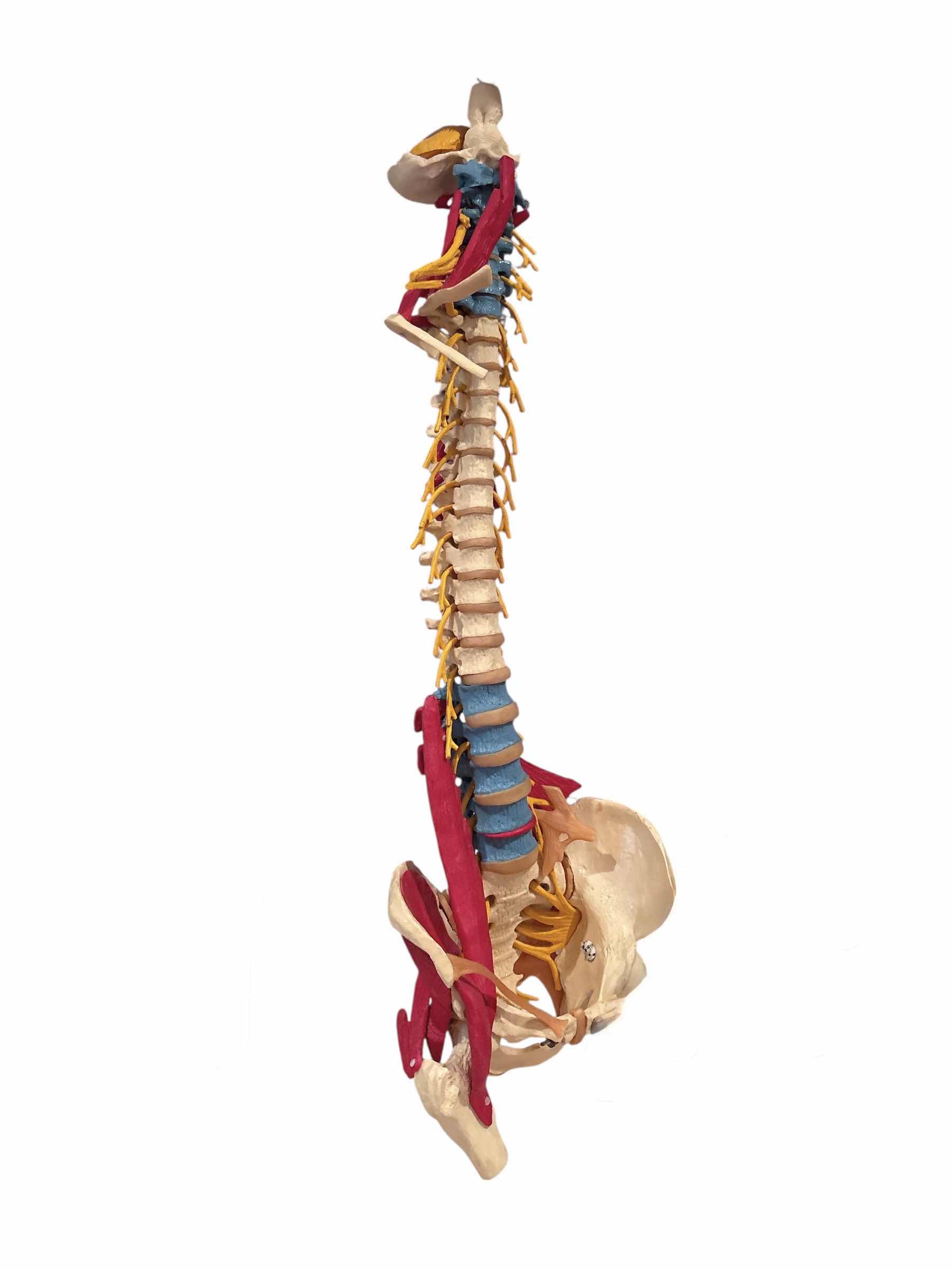 Photo 1 of ANATOMY AND PHYSIOLOGY SKELETAL MUSCLE