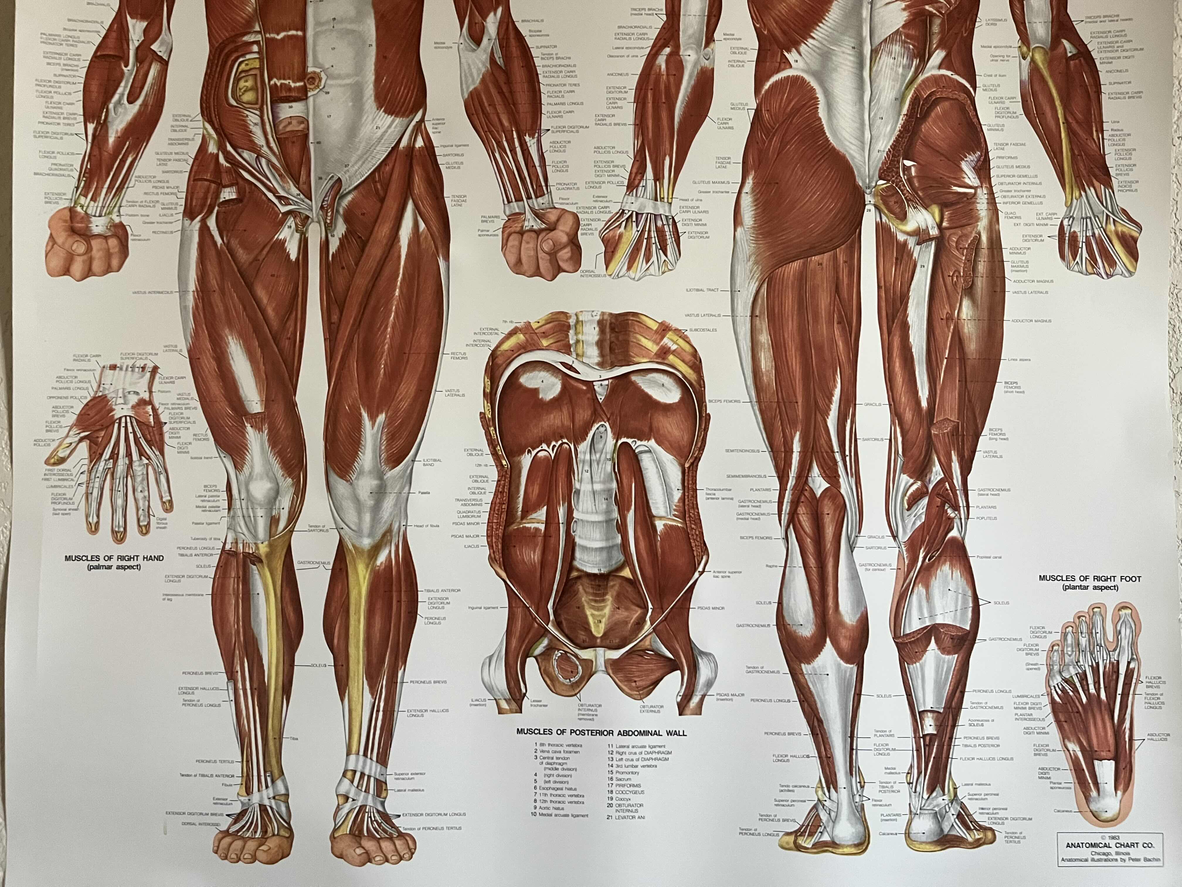 View 3 of ANATOMICAL CHART CO. THE MUSCULAR SYSTEM ANATOMICAL ILLUSTRATIONS BY PETER BACHIN YR’ 1983 POSTER 42” X 61”