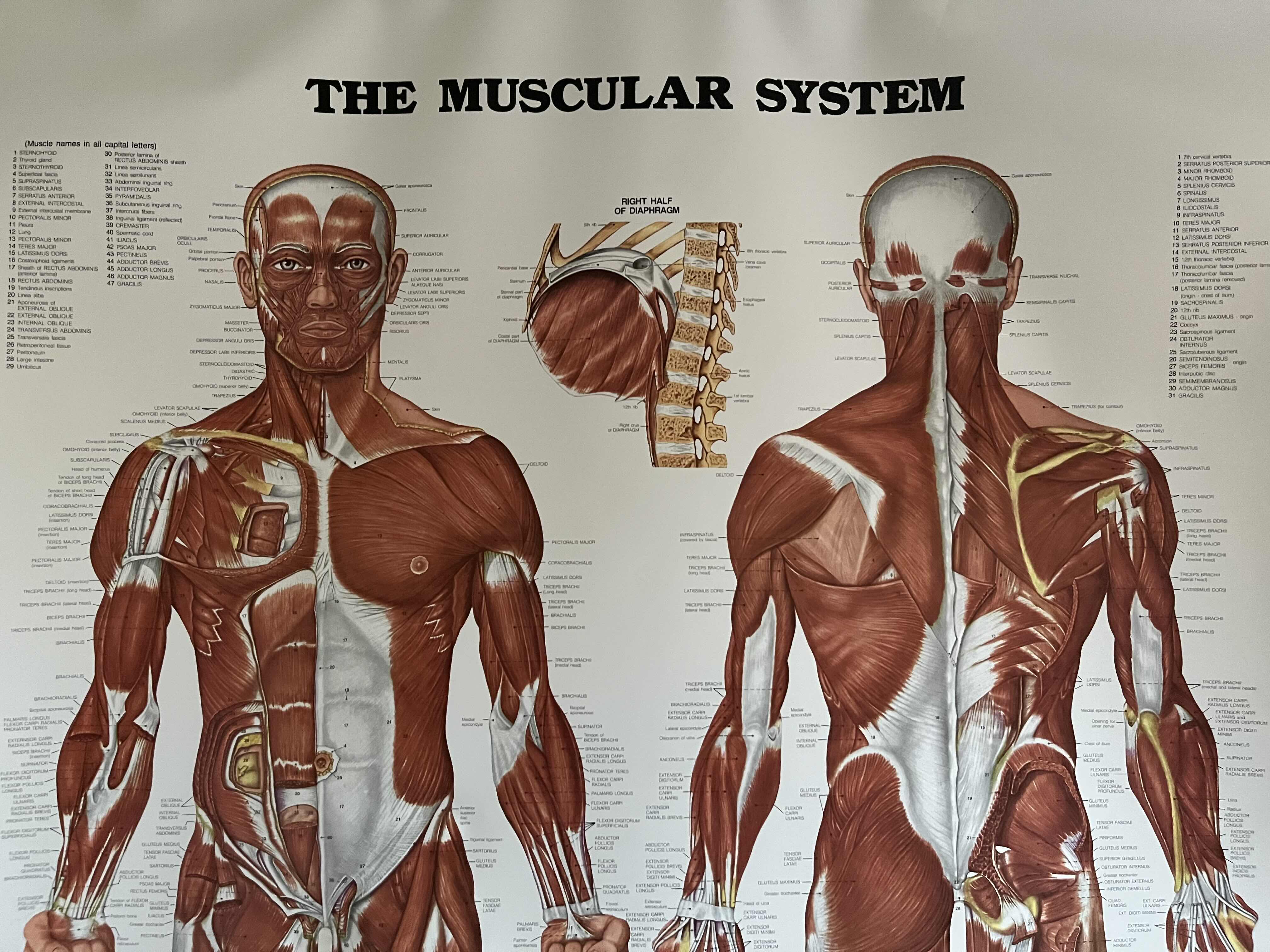 View 2 of ANATOMICAL CHART CO. THE MUSCULAR SYSTEM ANATOMICAL ILLUSTRATIONS BY PETER BACHIN YR’ 1983 POSTER 42” X 61”