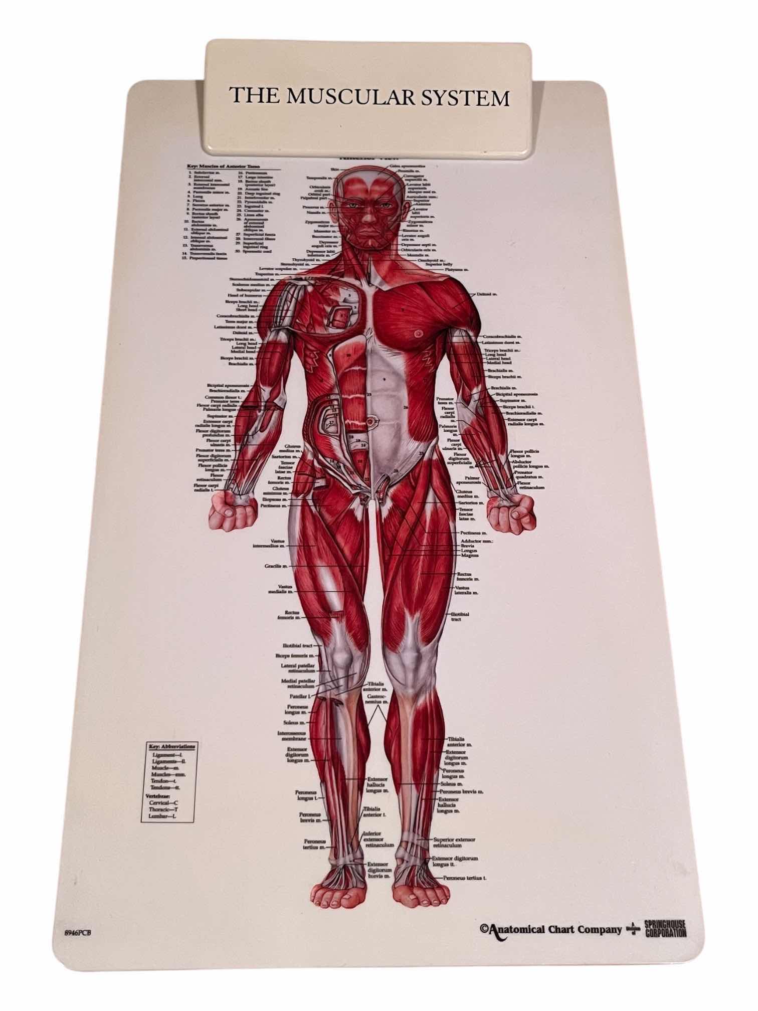 Photo 1 of ANATOMICAL CHART CO. MUSCULAR SYSTEM CLIPBOARD W FULL BODY ANATOMY MASSAGE THERAPIST GUIDE CHARTS