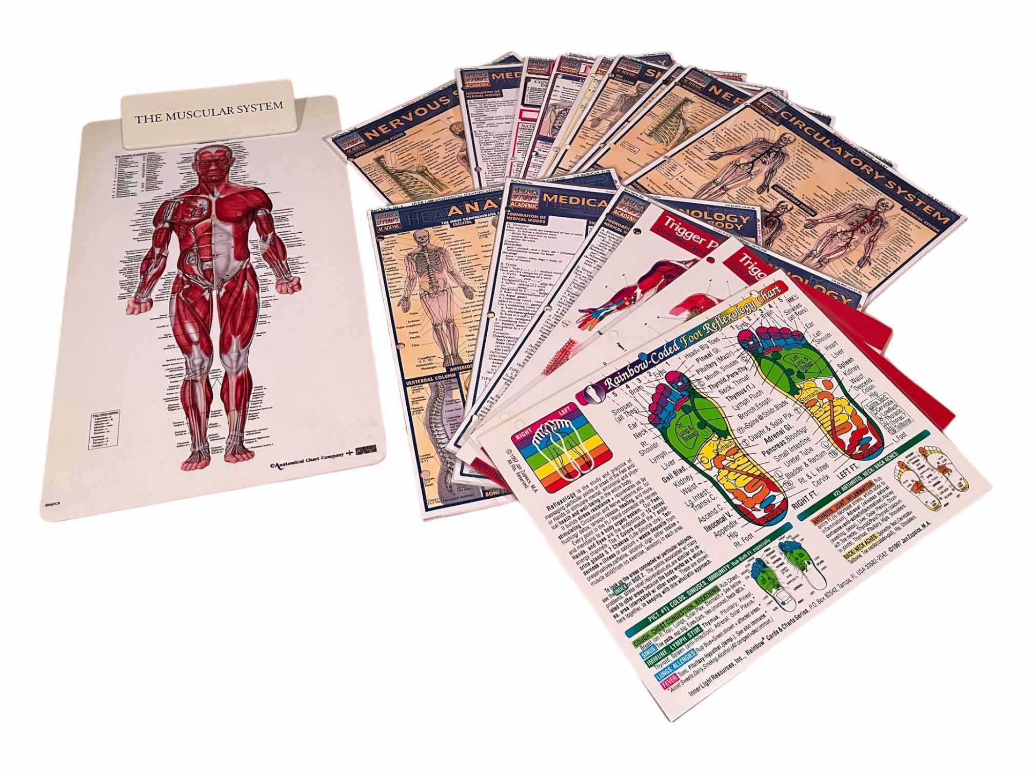 Photo 1 of ANATOMICAL CHART CO. MUSCULAR SYSTEM CLIPBOARD W FULL BODY ANATOMY MASSAGE THERAPIST GUIDE CHARTS