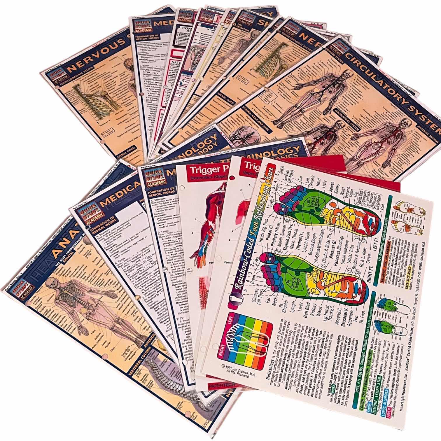 Photo 1 of ANATOMICAL CHART CO. MUSCULAR SYSTEM CLIPBOARD W FULL BODY ANATOMY MASSAGE THERAPIST GUIDE CHARTS