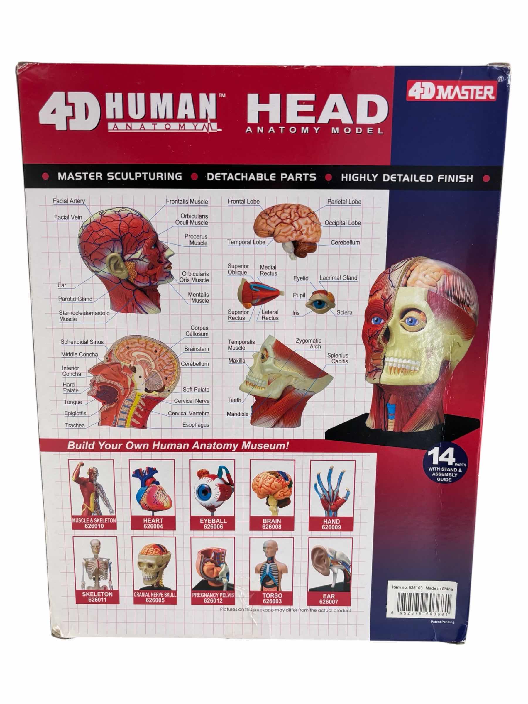 Photo 1 of 4D MASTER 4D HUMAN ANATOMY HEAD MODEL W DETACHABLE PARTS & STAND