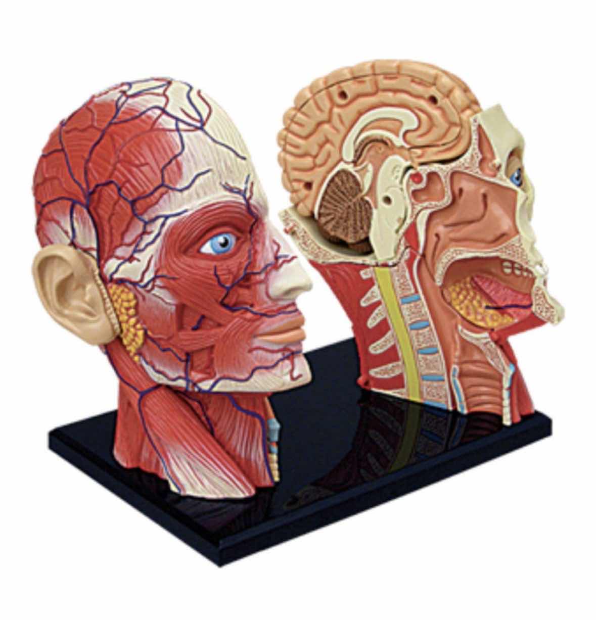 Photo 1 of 4D MASTER 4D HUMAN ANATOMY HEAD MODEL W DETACHABLE PARTS & STAND