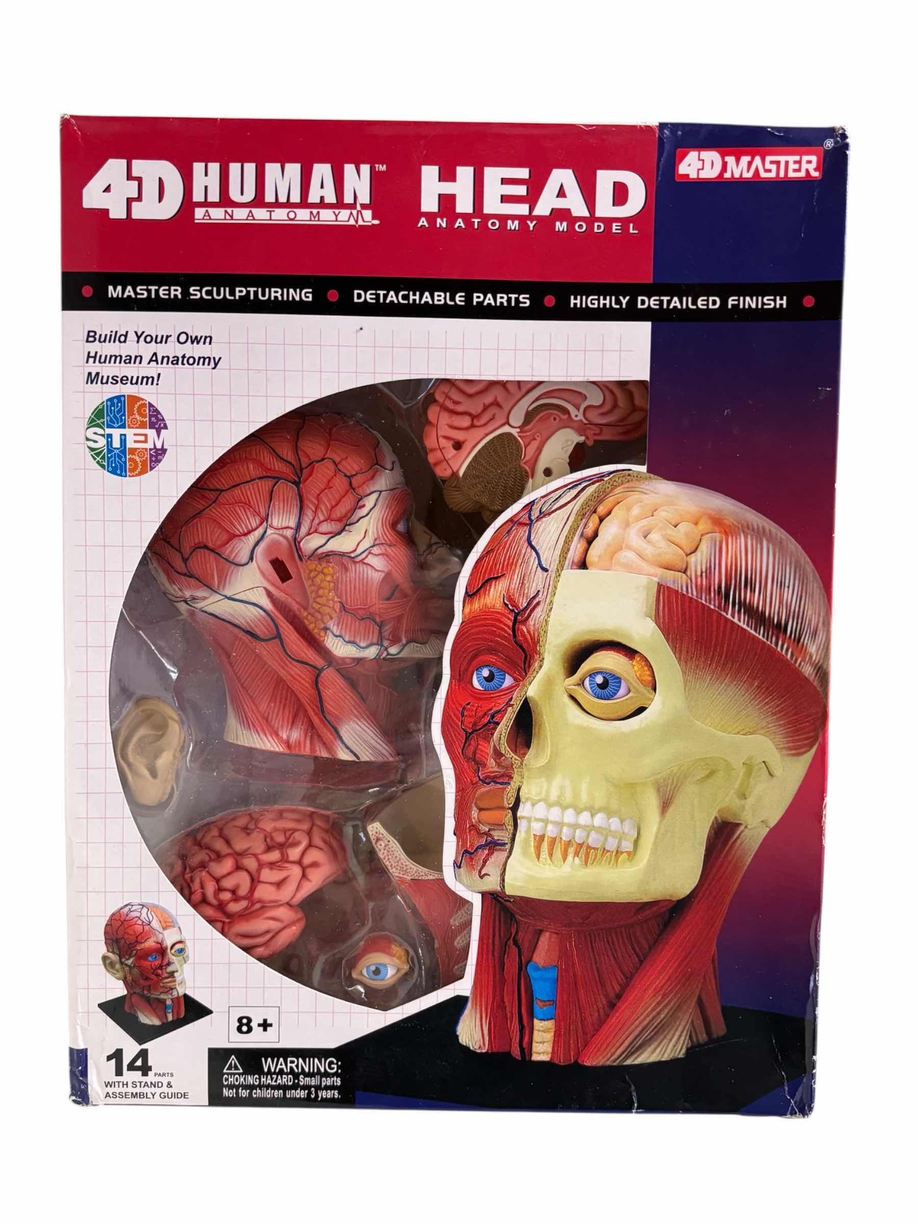 Photo 1 of 4D MASTER 4D HUMAN ANATOMY HEAD MODEL W DETACHABLE PARTS & STAND