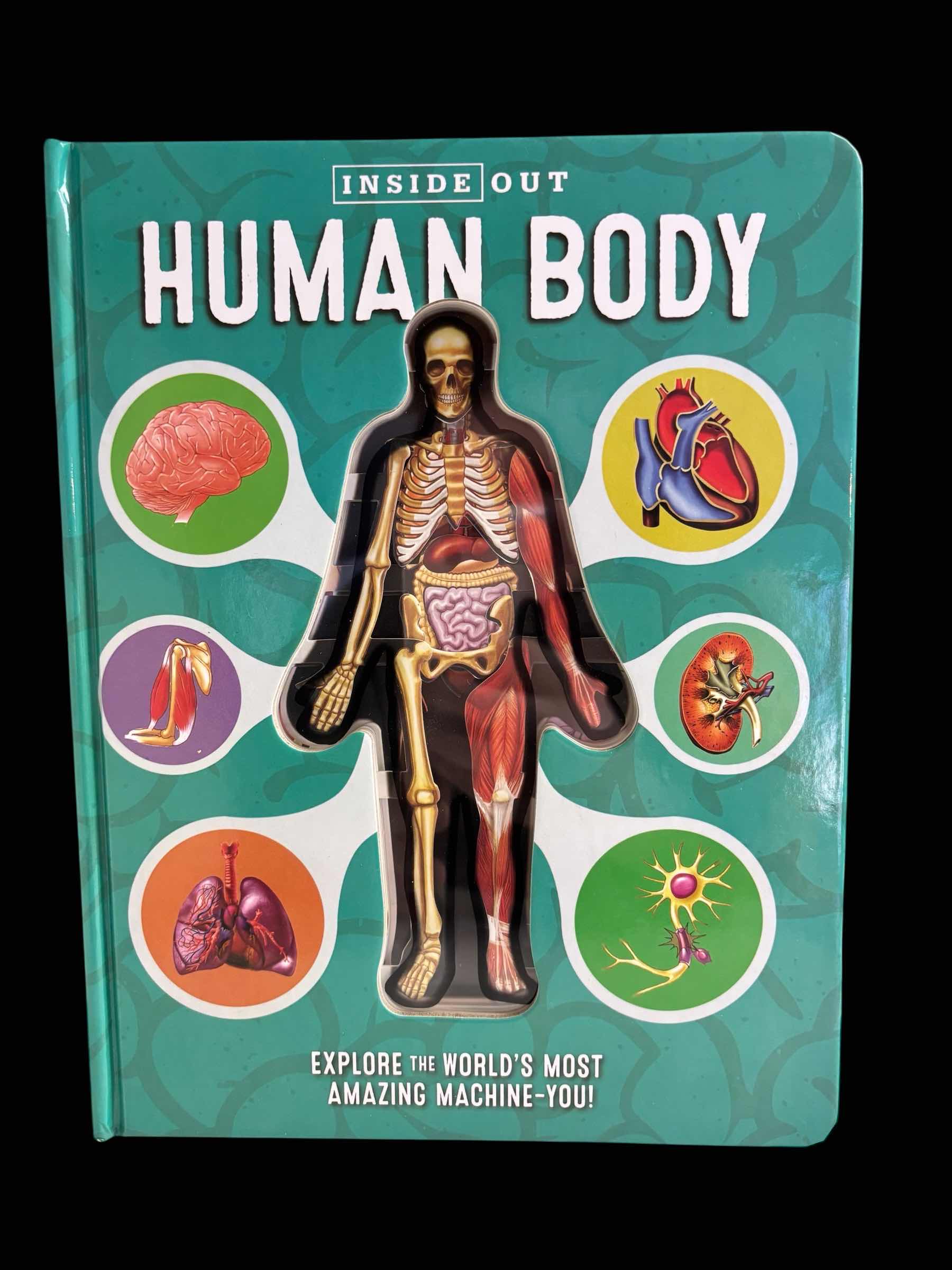 Photo 1 of HUMAN BODY /TORSO W REMOVABLE PARTS 11” ANATOMY MODEL FOR KIDS & INSIDE OUT HUMAN BODY BOOK FOR KIDS 8 & UP