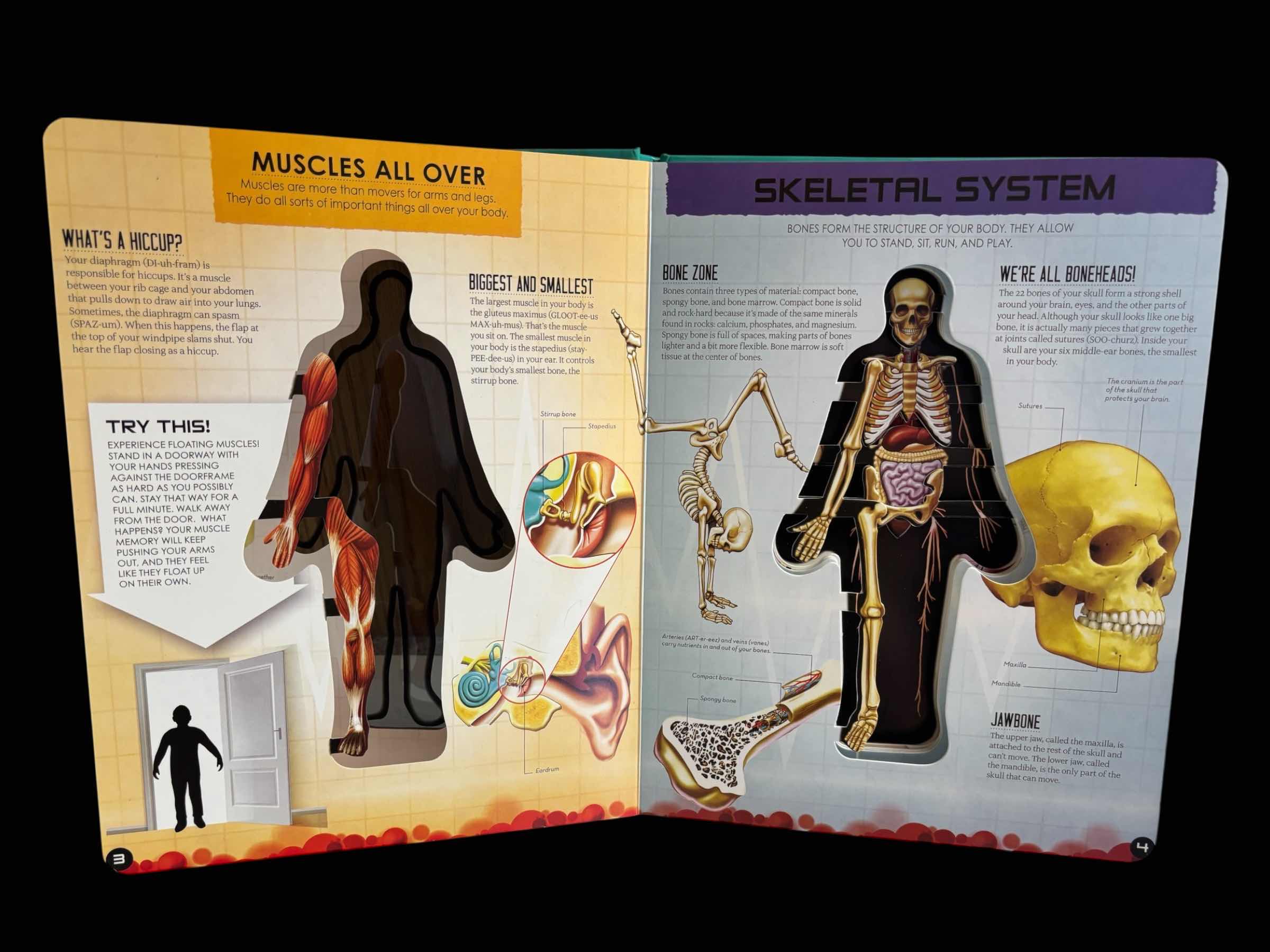 Photo 1 of HUMAN BODY /TORSO W REMOVABLE PARTS 11” ANATOMY MODEL FOR KIDS & INSIDE OUT HUMAN BODY BOOK FOR KIDS 8 & UP
