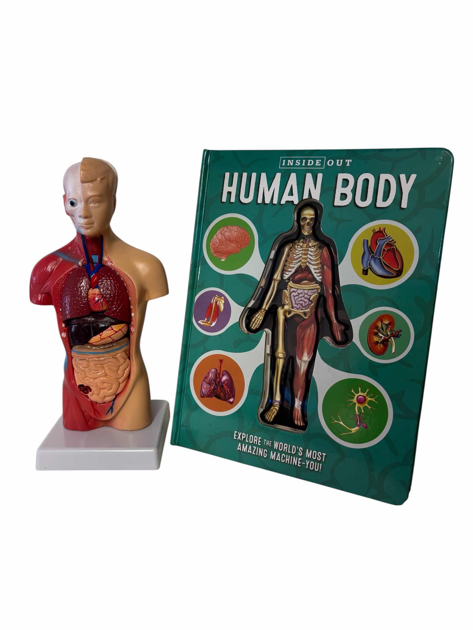 Photo 1 of HUMAN BODY /TORSO W REMOVABLE PARTS 11” ANATOMY MODEL FOR KIDS & INSIDE OUT HUMAN BODY BOOK FOR KIDS 8 & UP