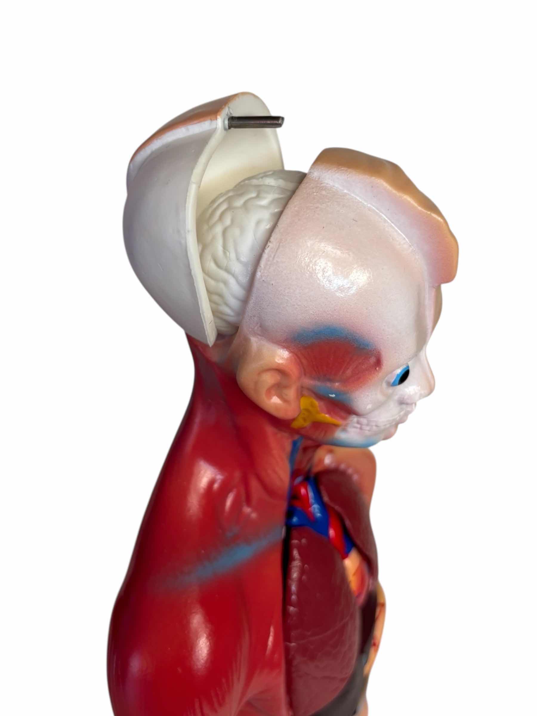 Photo 1 of HUMAN BODY /TORSO W REMOVABLE PARTS 11” ANATOMY MODEL FOR KIDS & INSIDE OUT HUMAN BODY BOOK FOR KIDS 8 & UP