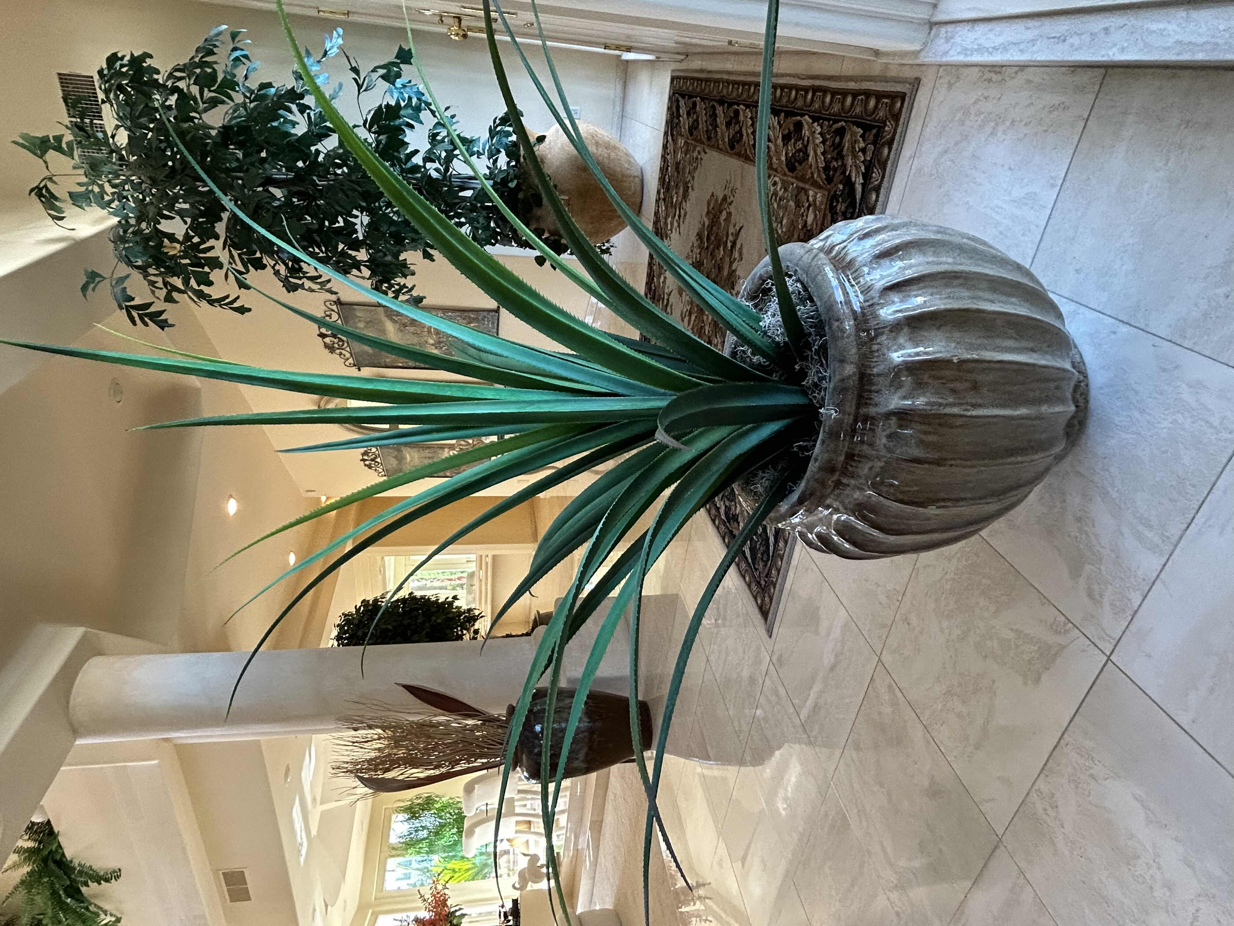 Photo 1 of FAUX POTTED PLANT IN HEAVY GLAZED PLANTER 55”H