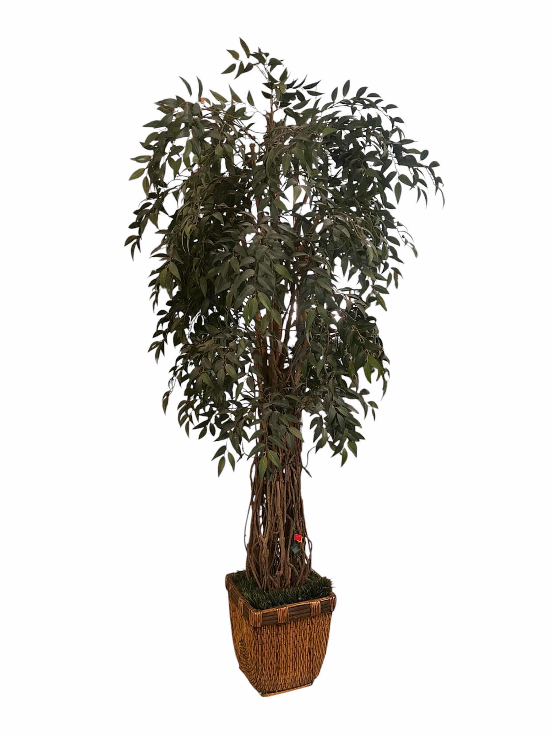 Photo 1 of DECORATIVE ARTIFICIAL FICUS TREE WOVEN LIANA TRUNK IN WICKER PLANTER H 8FT